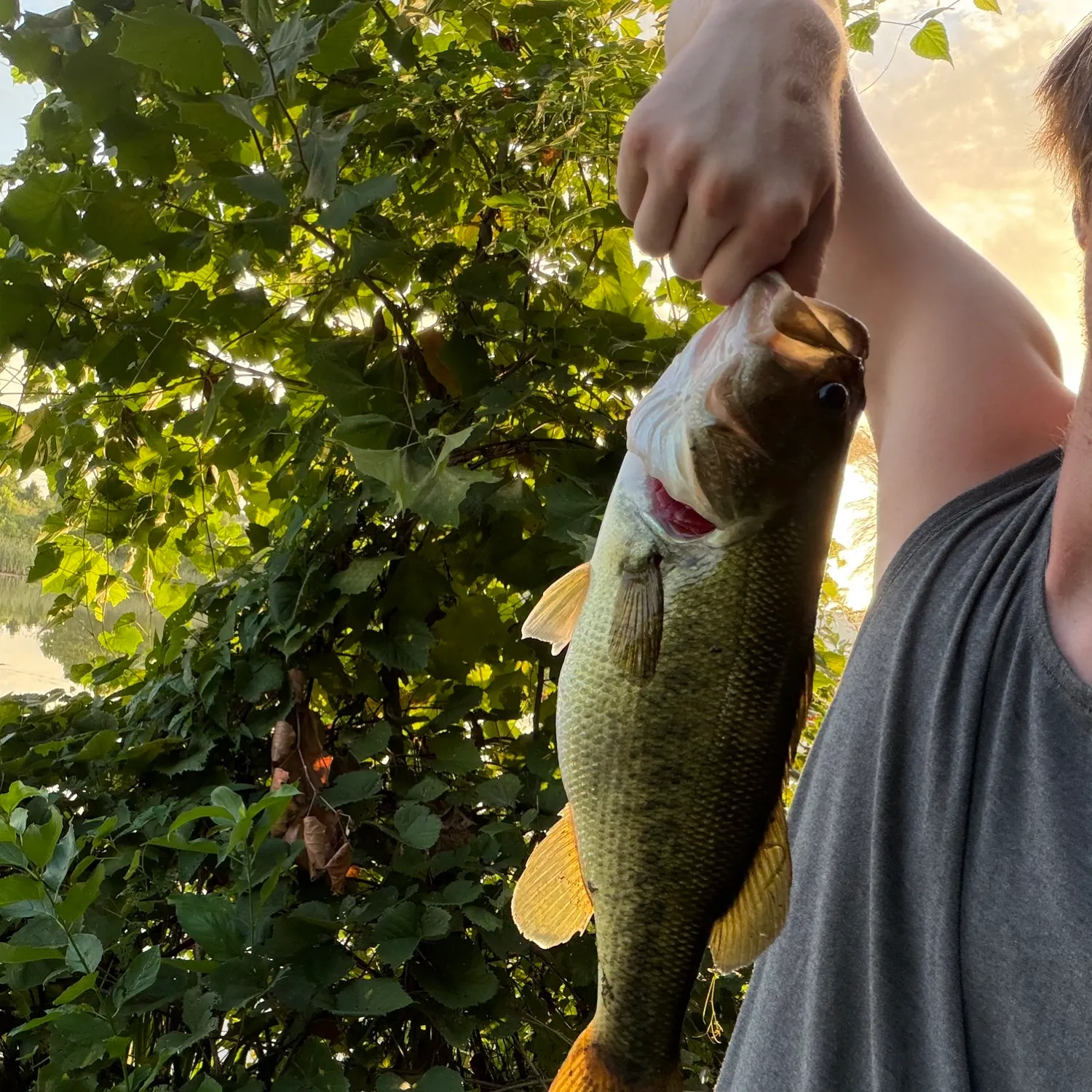 Largemouth bass caught on Fishbrain