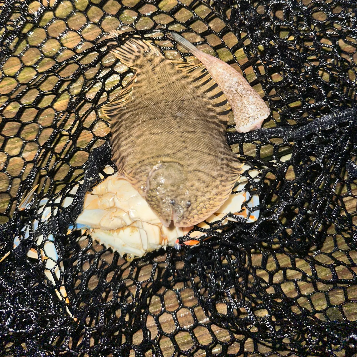 The most recent Hogchoker catches on Fishbrain