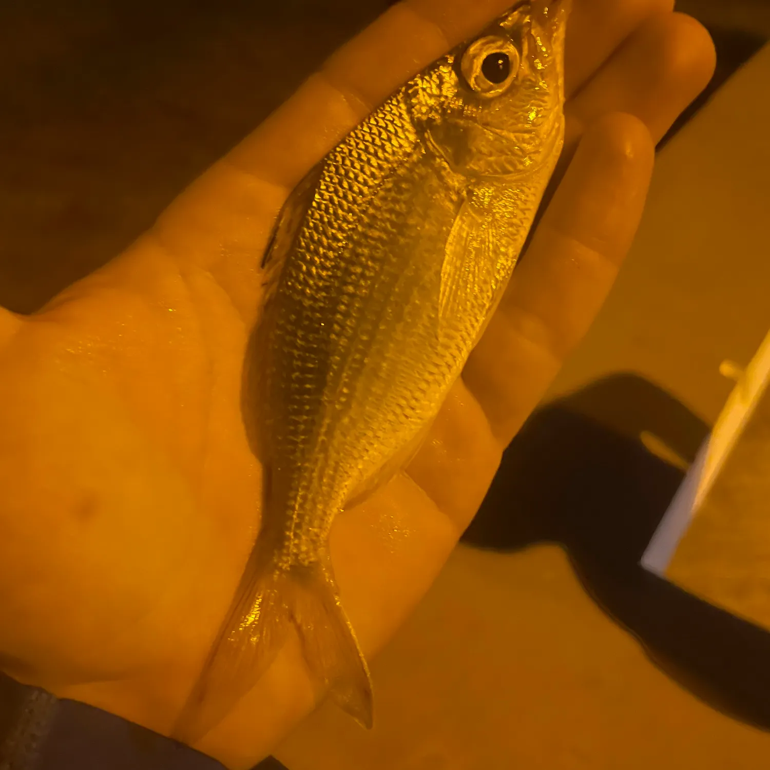 The most recent Atlantic flagfin mojarra catches on Fishbrain