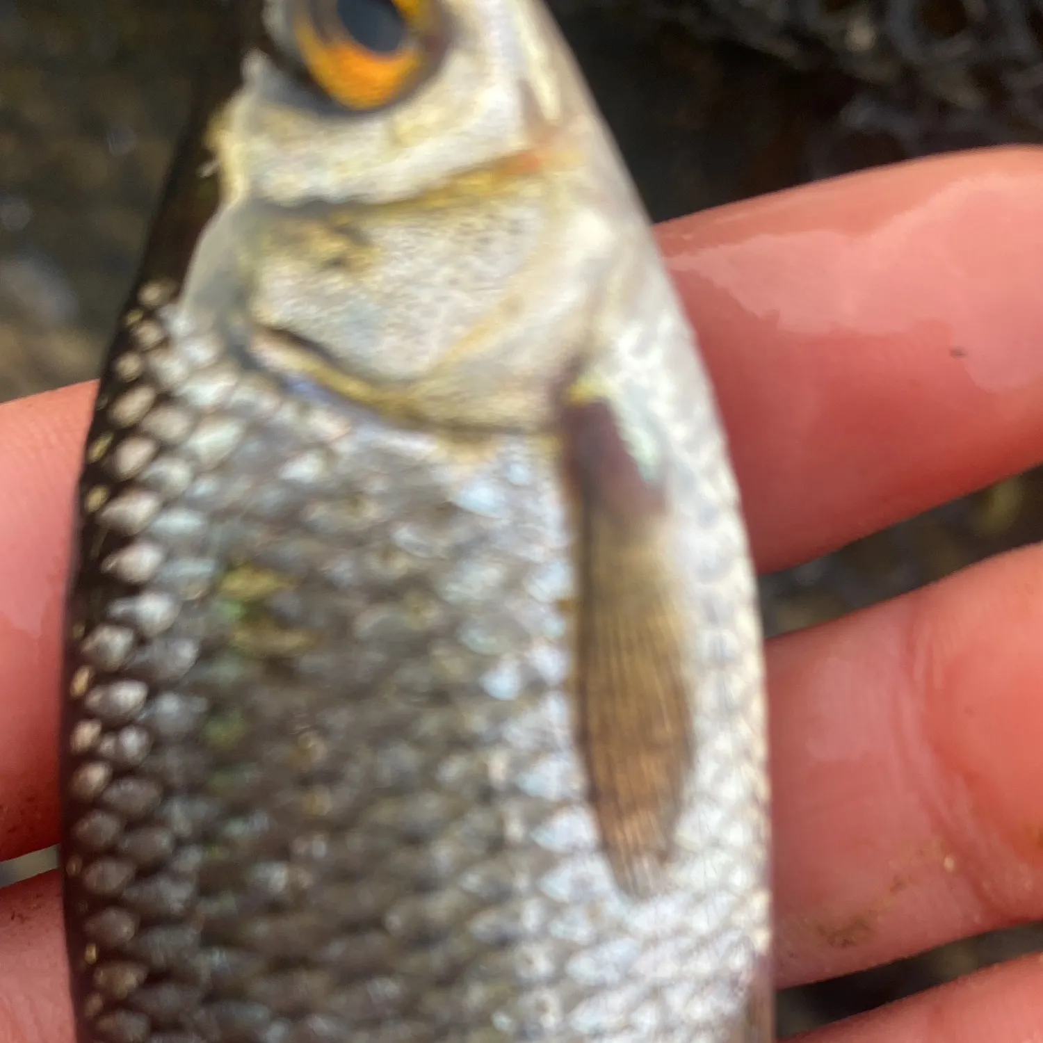 The most recent Common rudd catches on Fishbrain