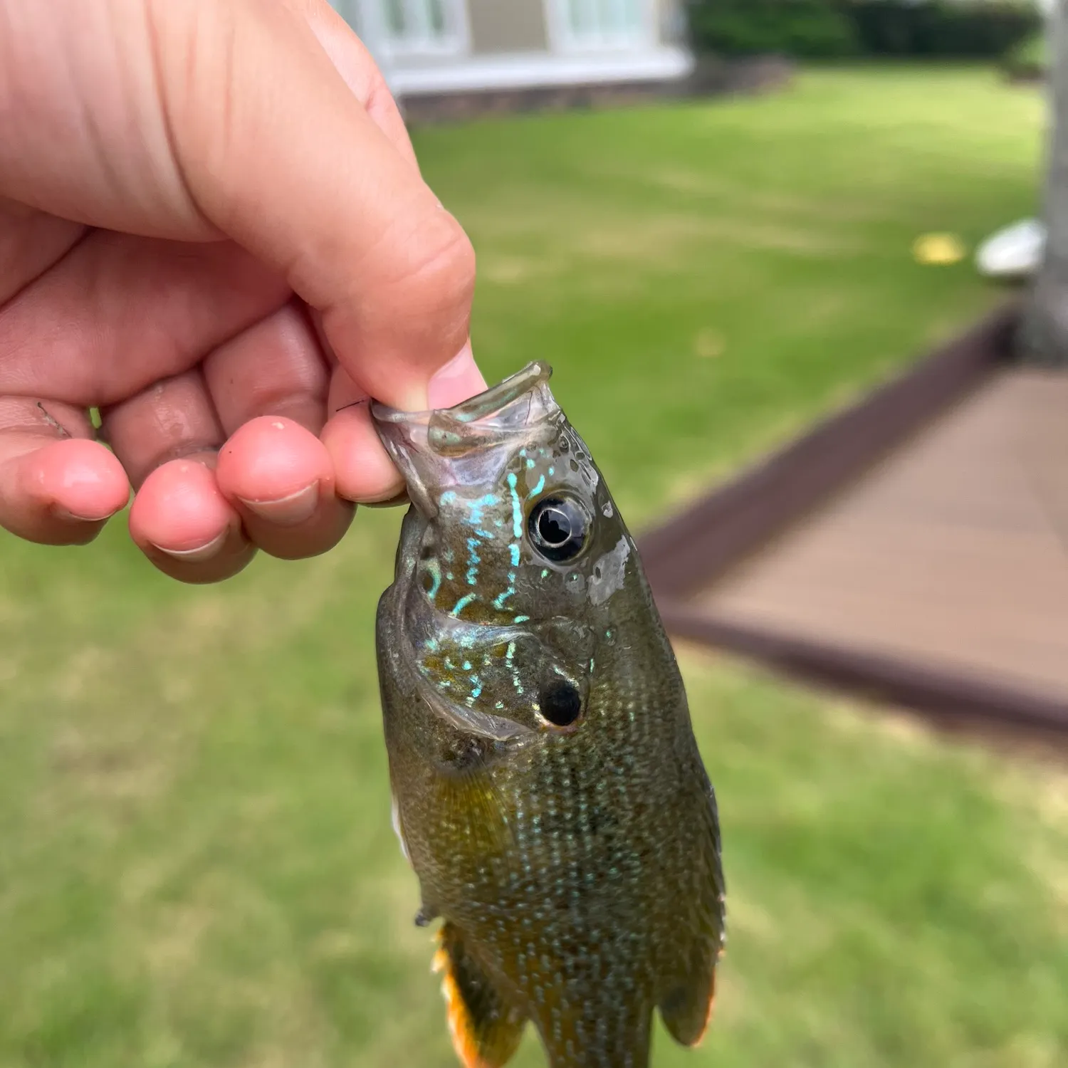 The most recent Wargill hybrid catches on Fishbrain