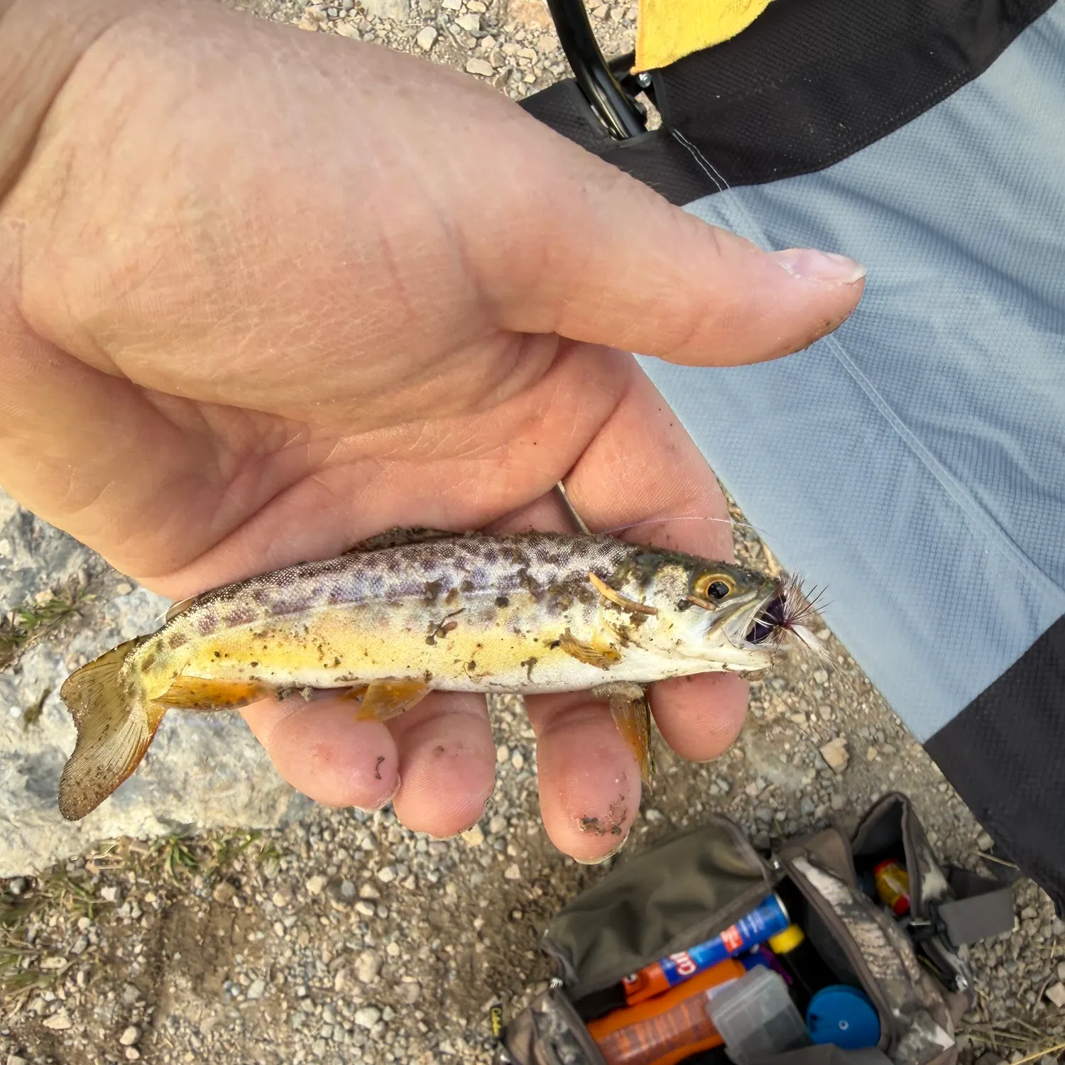 The most recent Tiger trout catches on Fishbrain