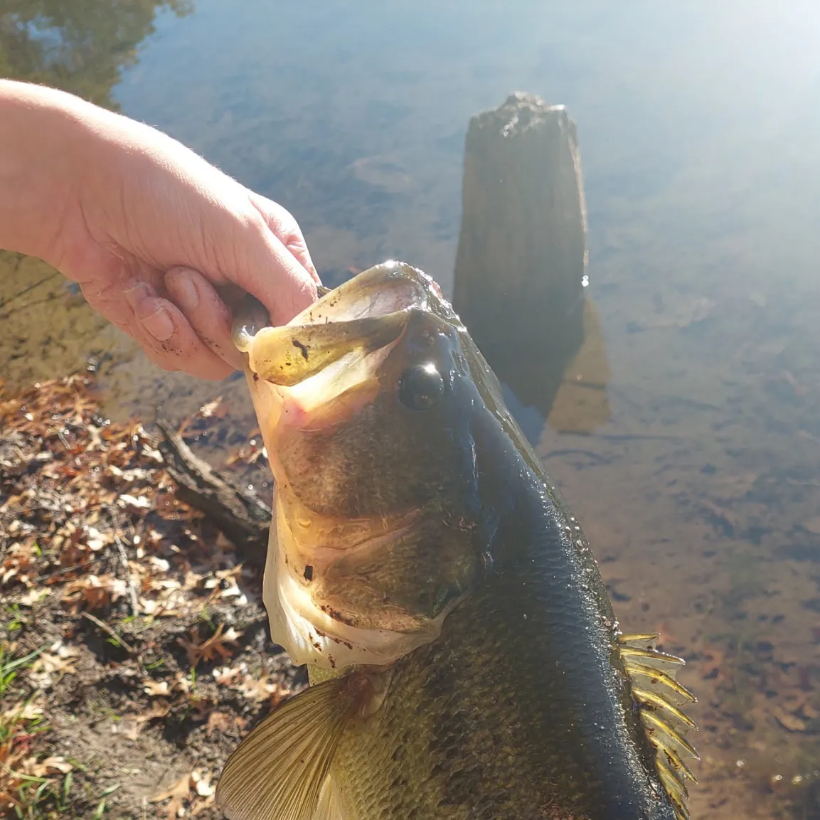 Largemouth bass caught on Fishbrain