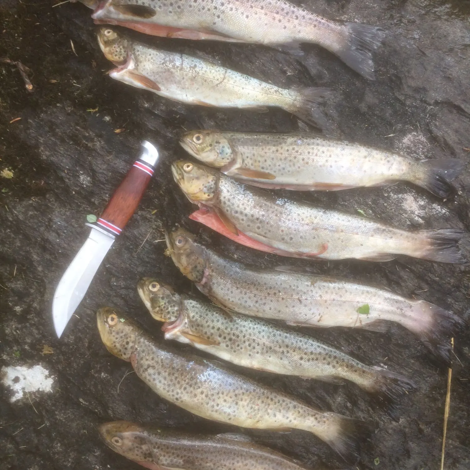 recently logged catches