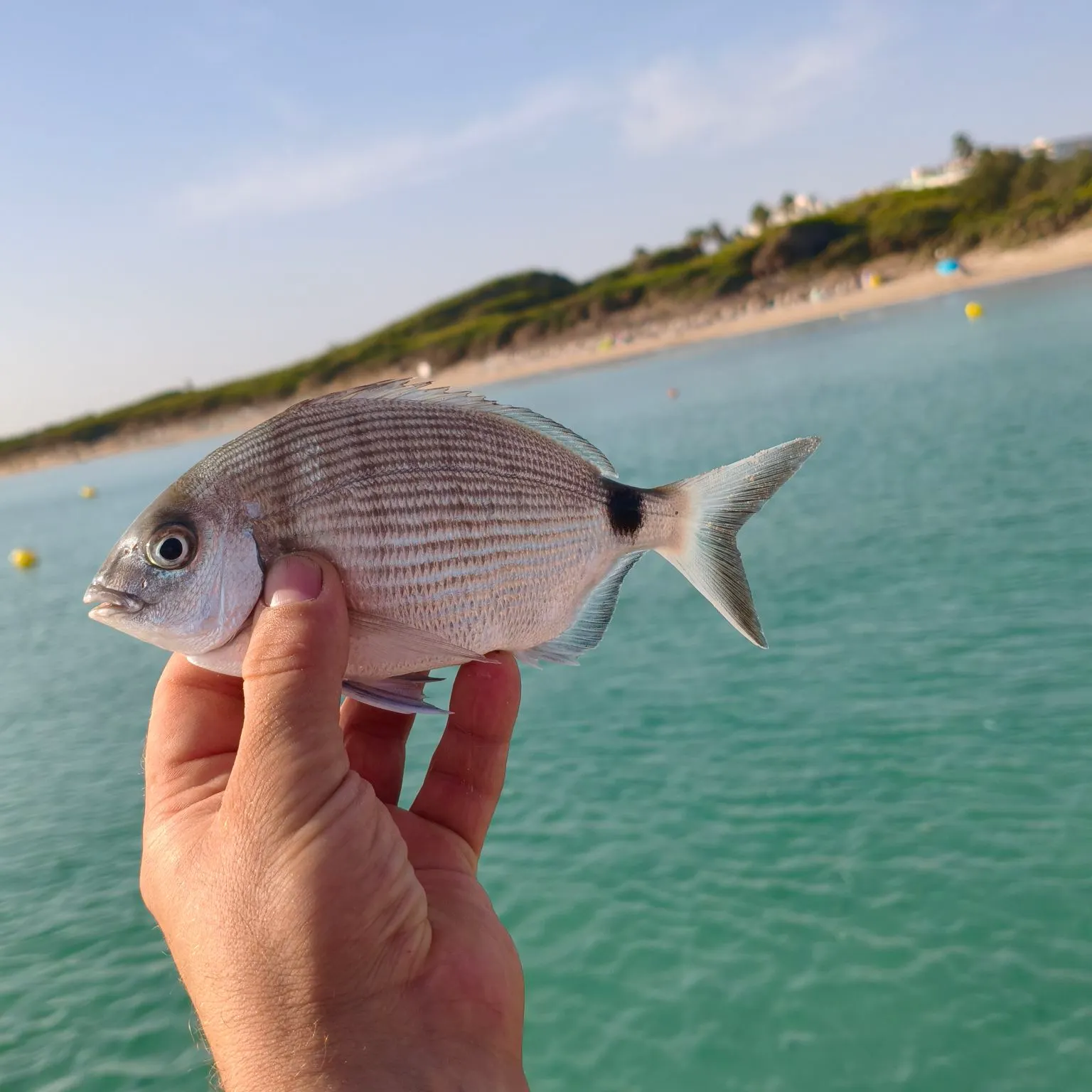 White seabream caught on Fishbrain
