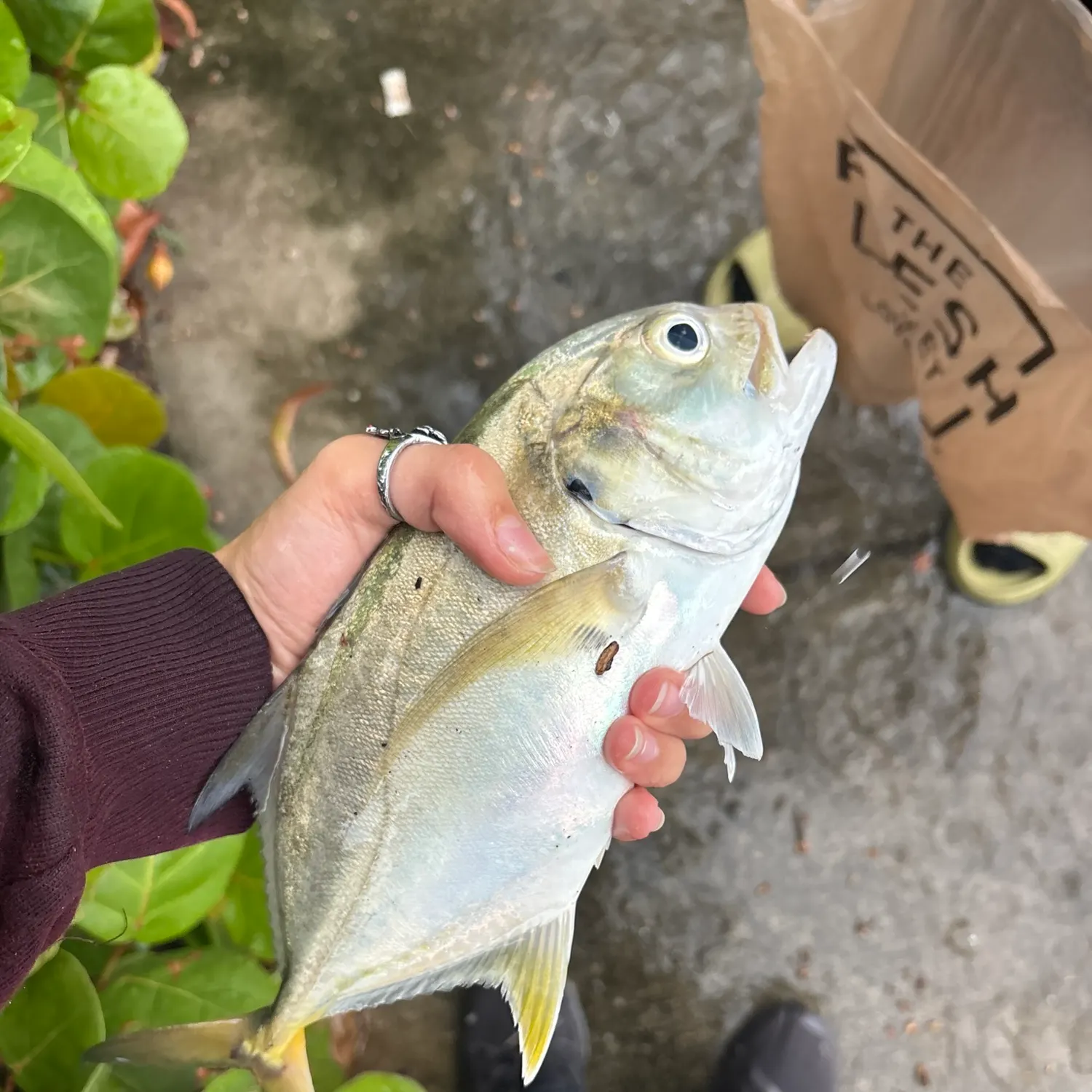 Crevalle jack caught on Fishbrain