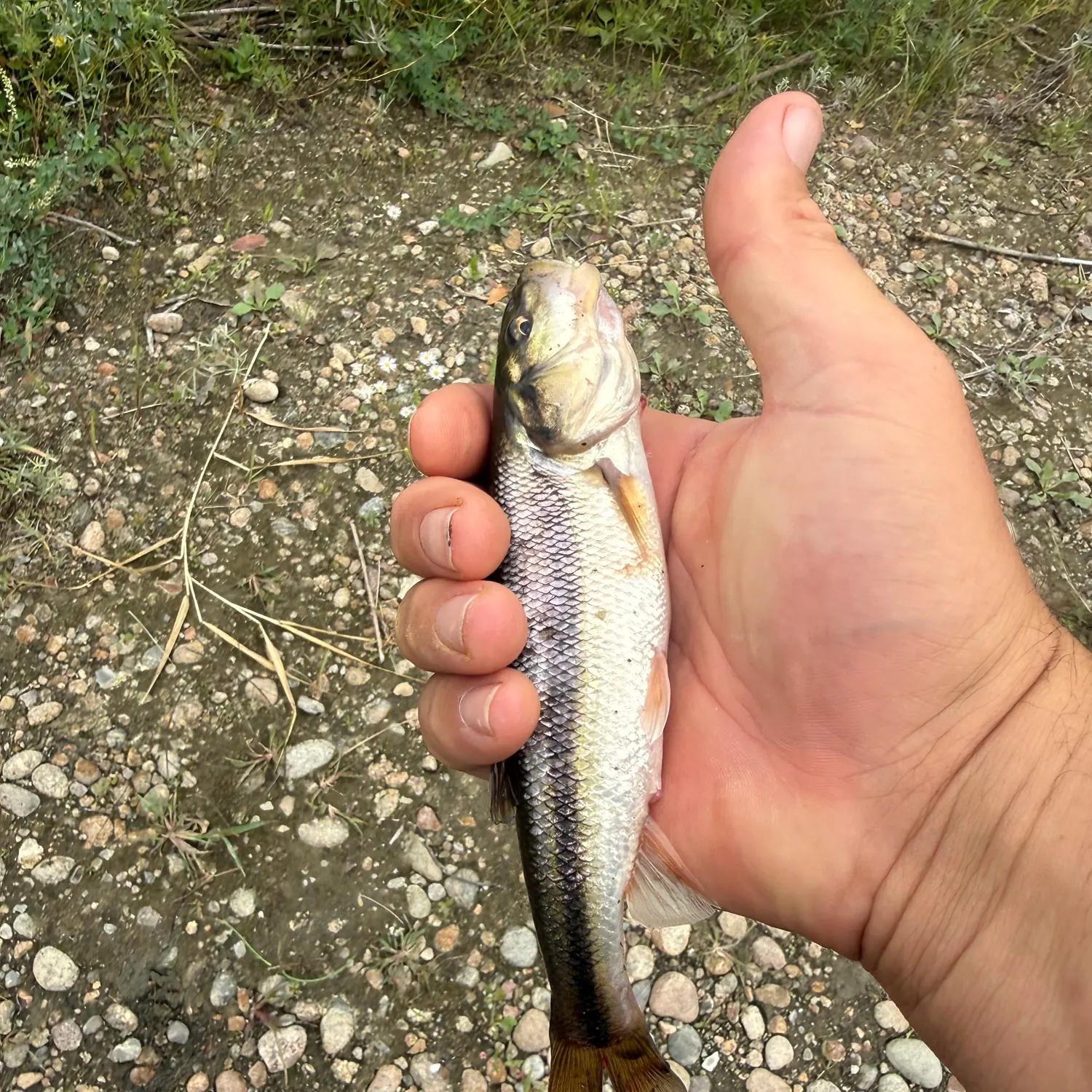 Creek chub caught on Fishbrain