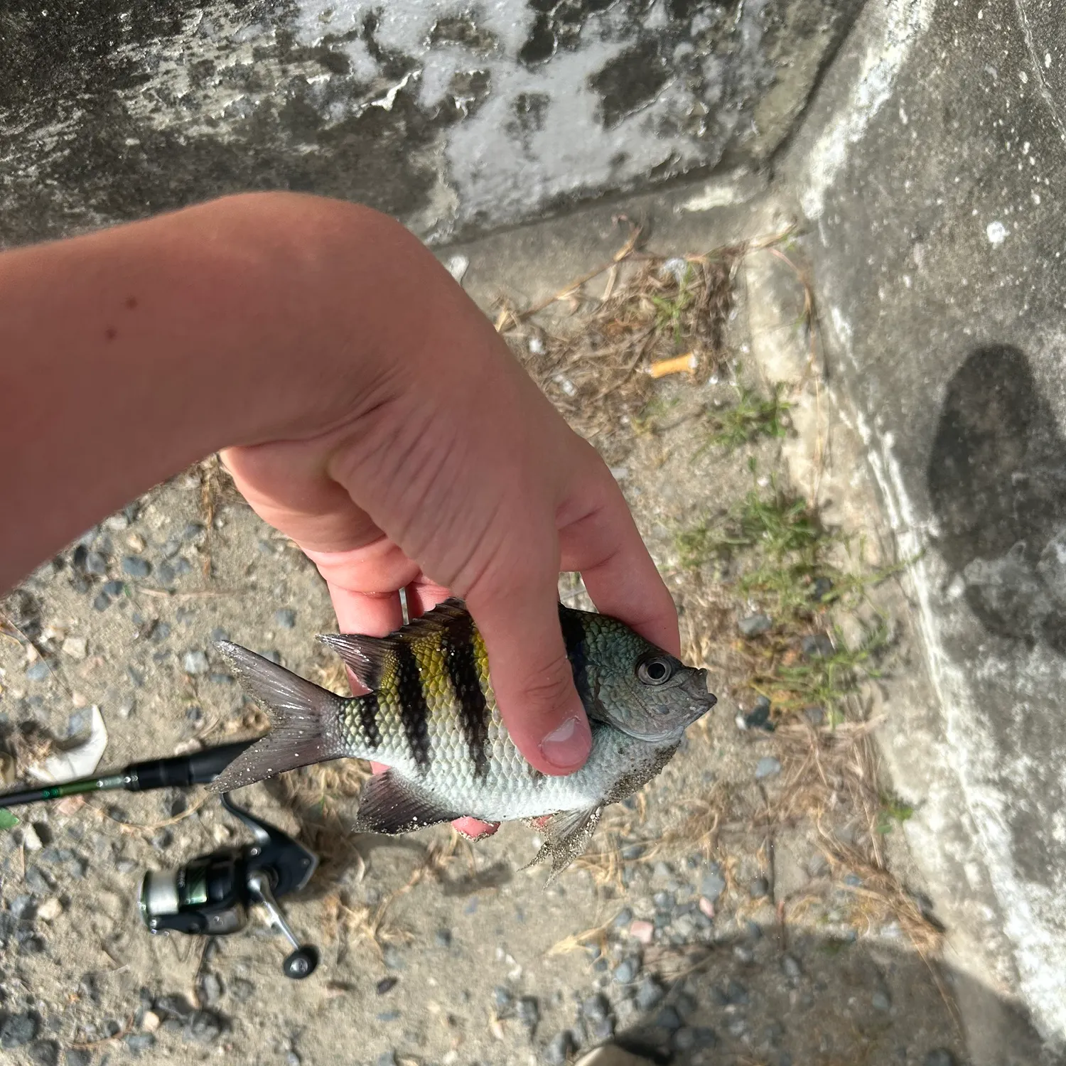 The most recent Panamic sergeant major catches on Fishbrain
