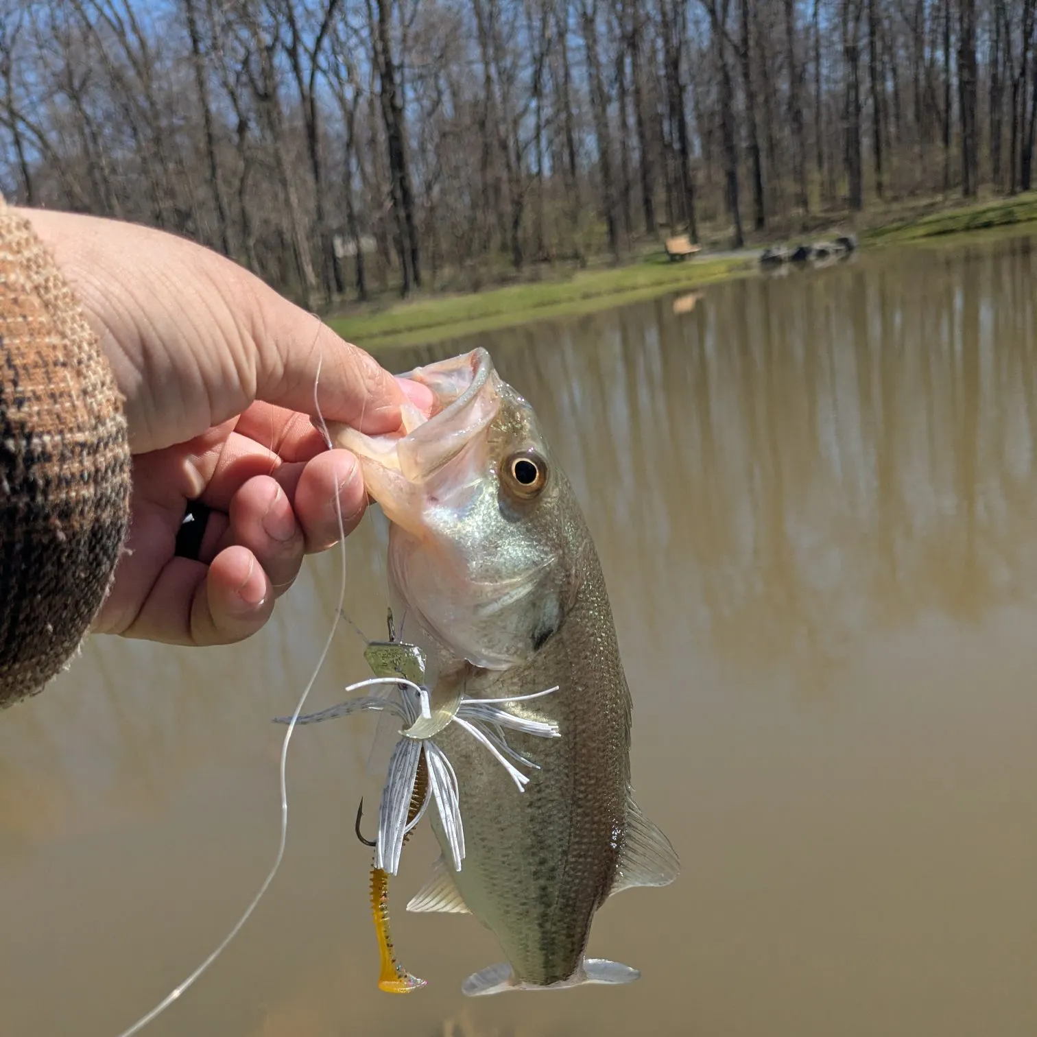 The most recent Largemouth bass catches on Fishbrain