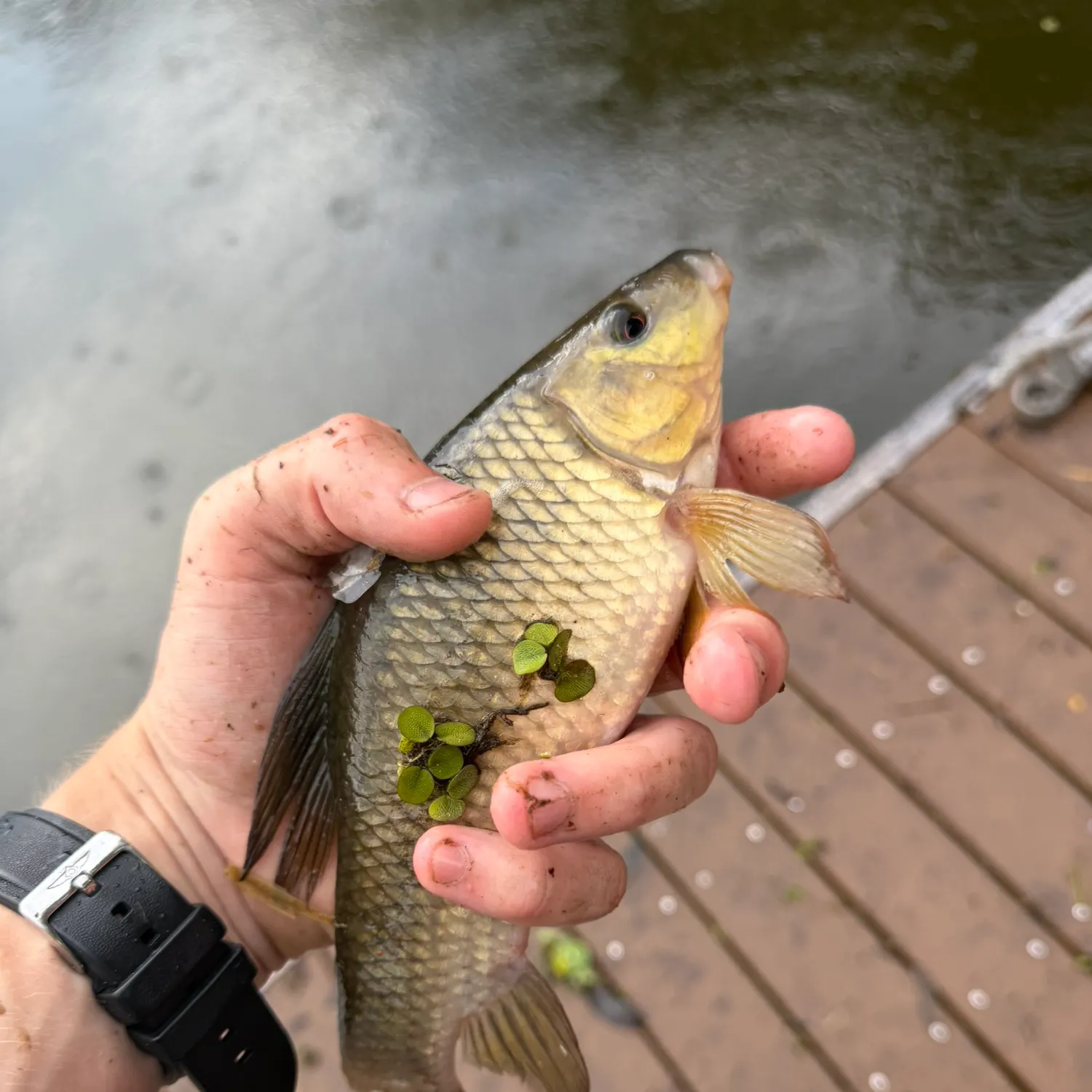 The most recent Lake chubsucker catches on Fishbrain