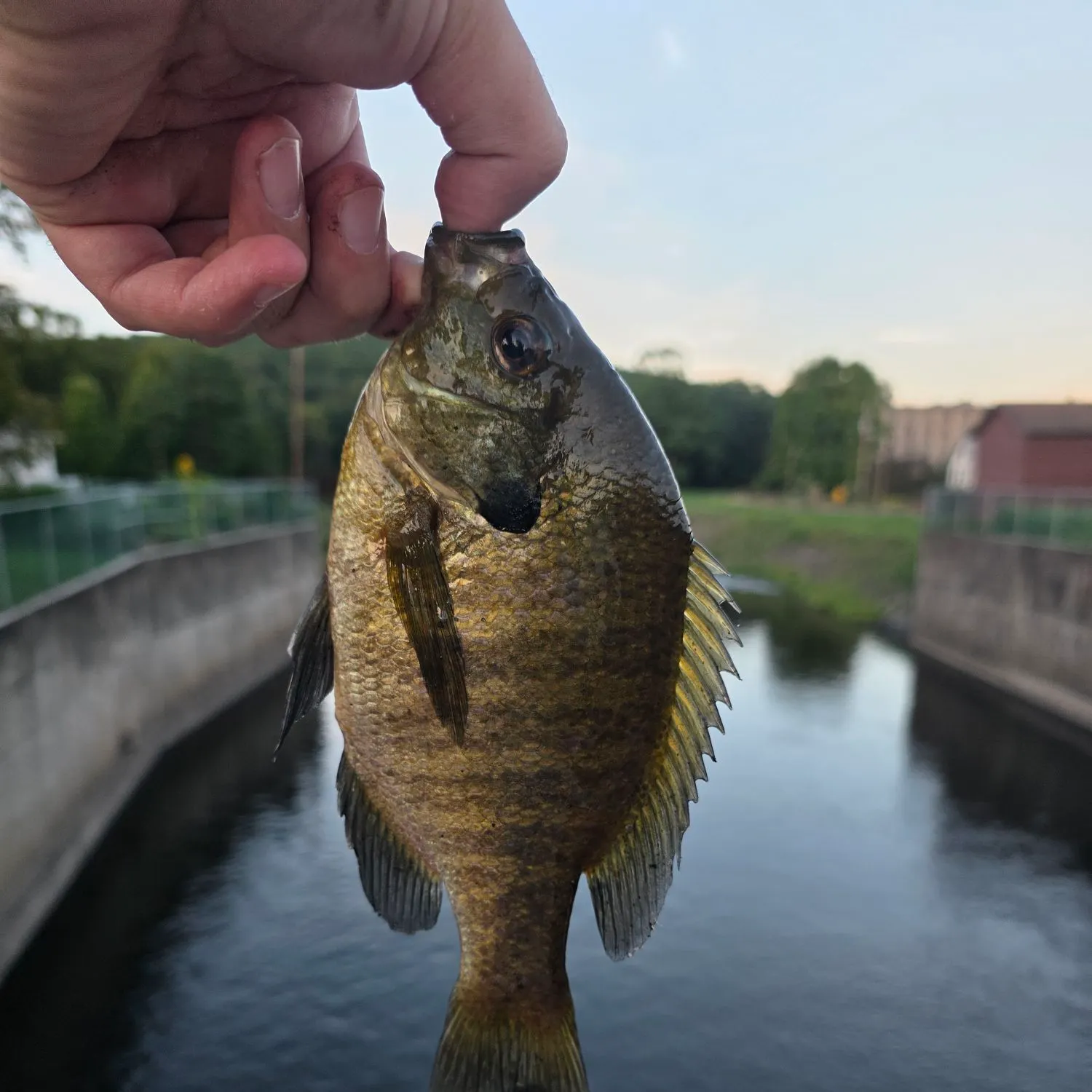 Bluegill caught on Fishbrain