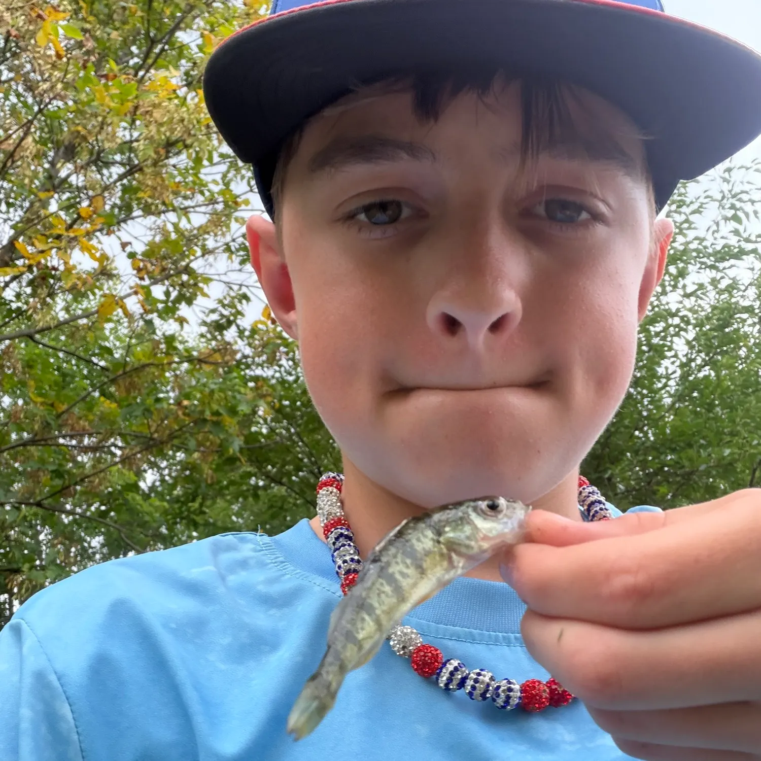 Yellow perch caught on Fishbrain