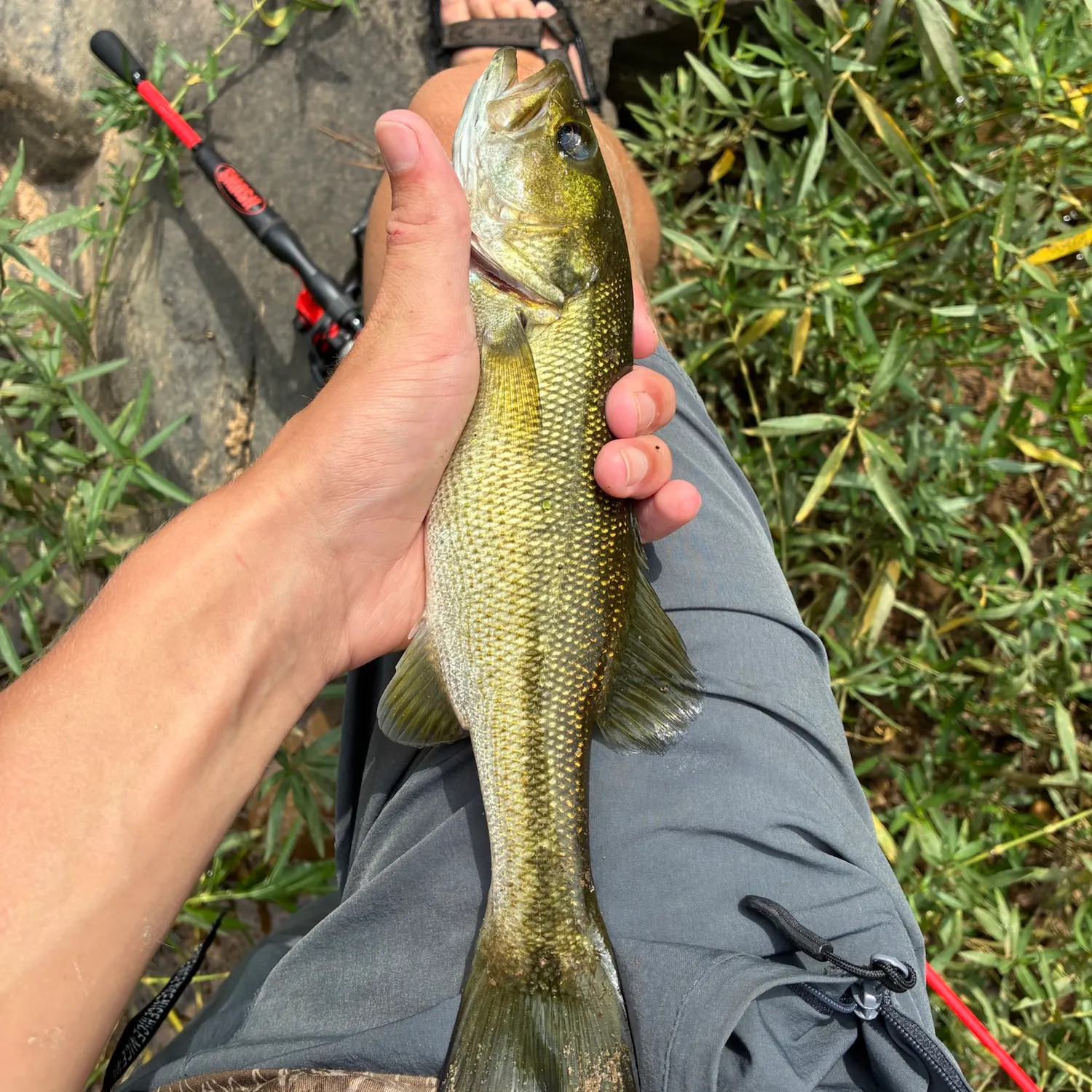 Spotted bass caught on Fishbrain