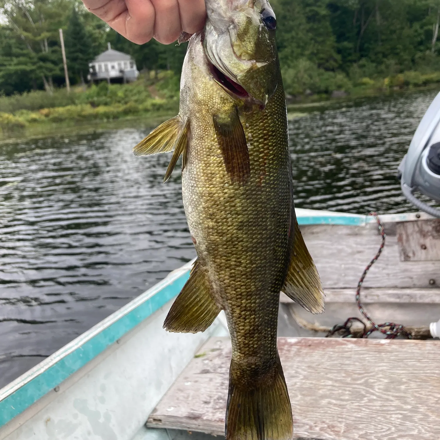Smallmouth bass caught on Fishbrain