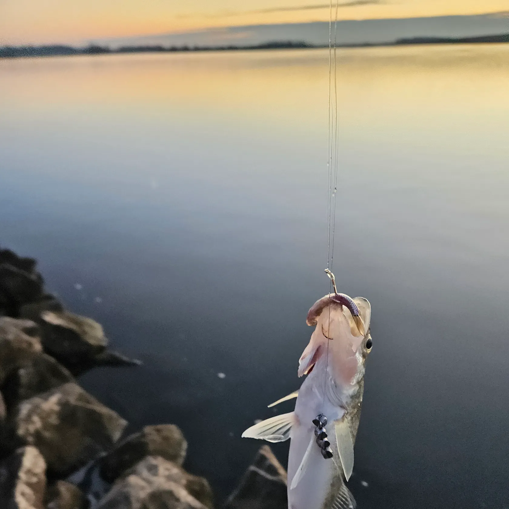angler catch