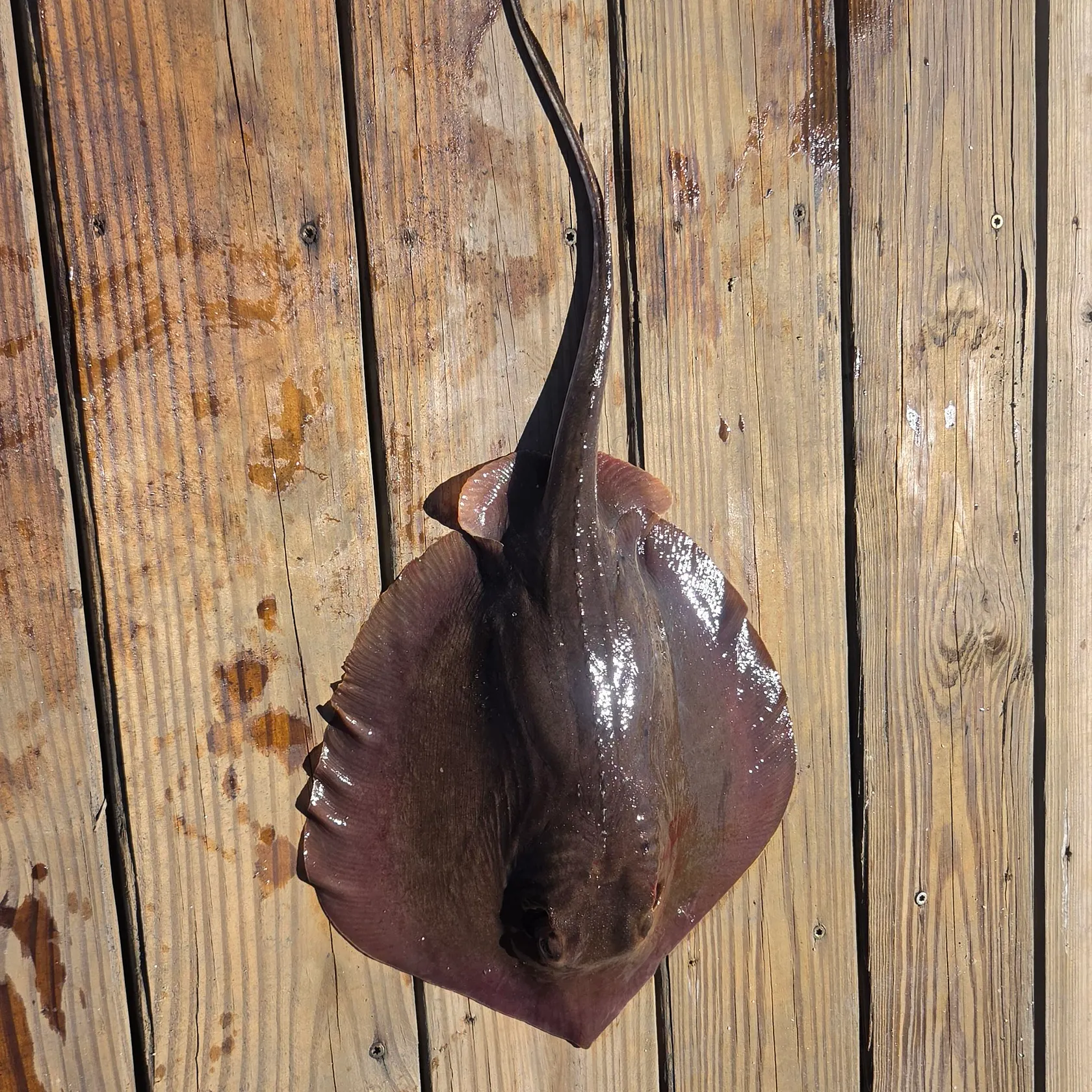 Atlantic stingray caught on Fishbrain