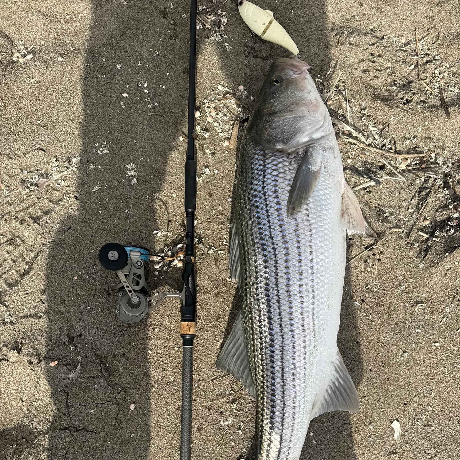 Striped bass caught on Fishbrain