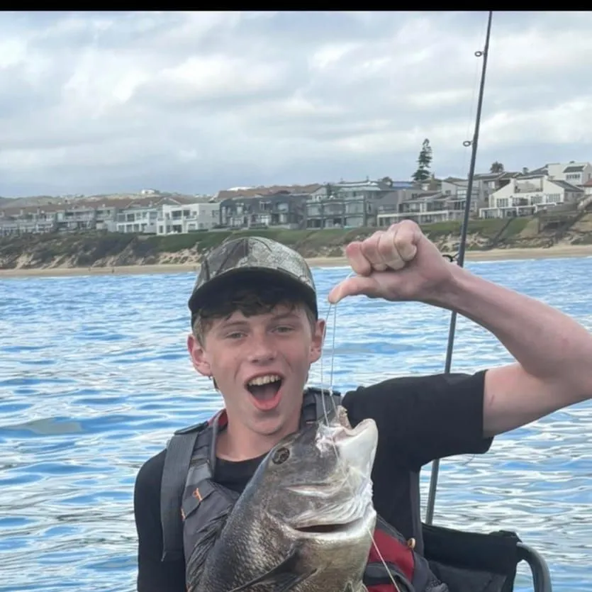 The most recent Poenskop seabream catches on Fishbrain