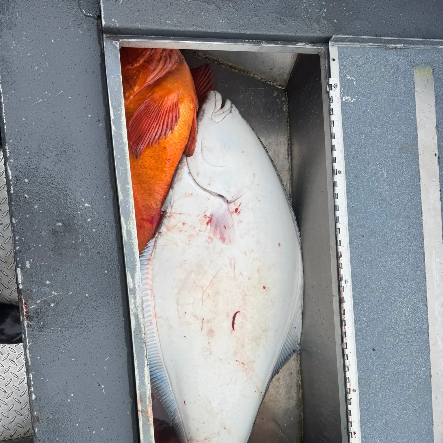 The most recent Pacific halibut catches on Fishbrain