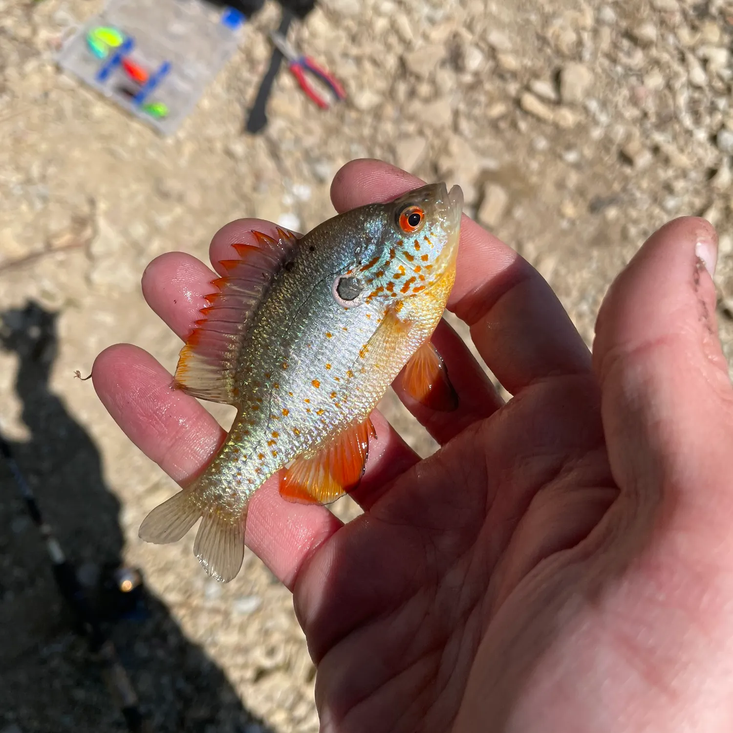 most liked catch image