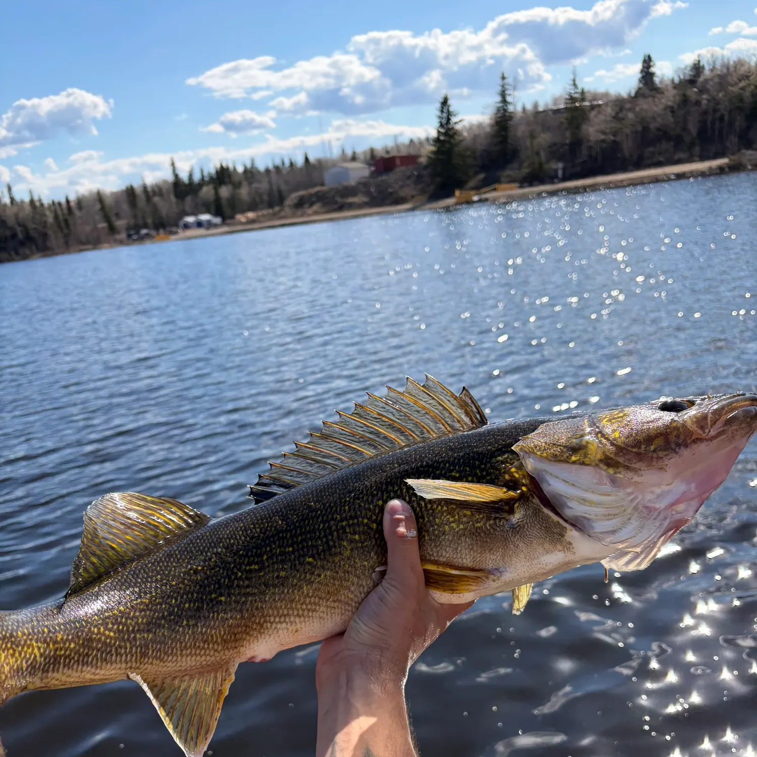 The most recent Walleye catches on Fishbrain