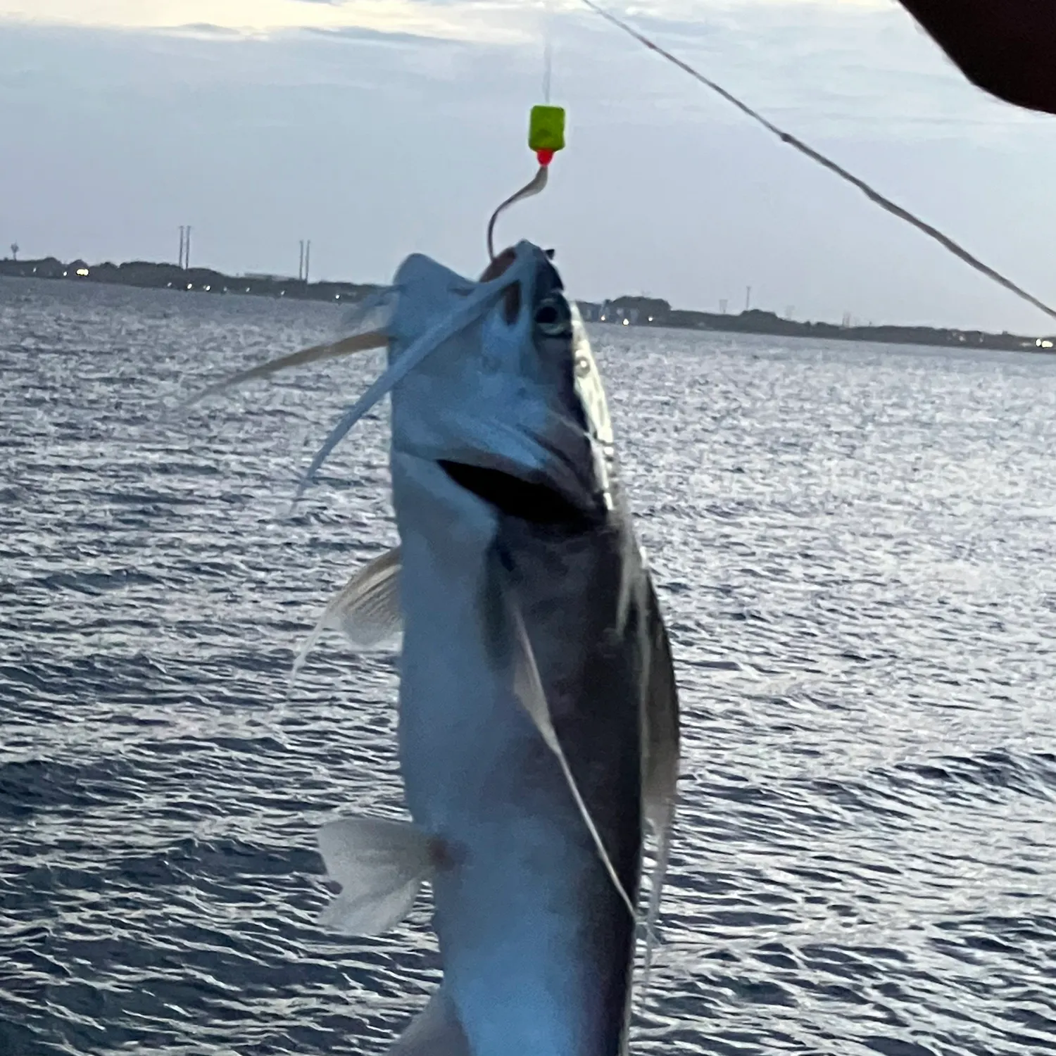 The most recent Sailfin catfish catches on Fishbrain