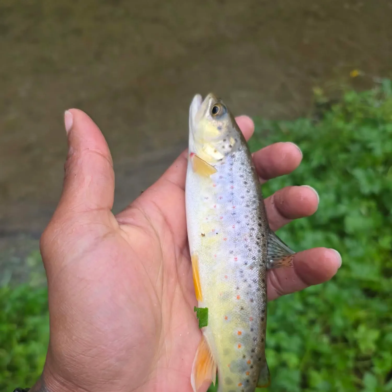 Brown trout caught on Fishbrain