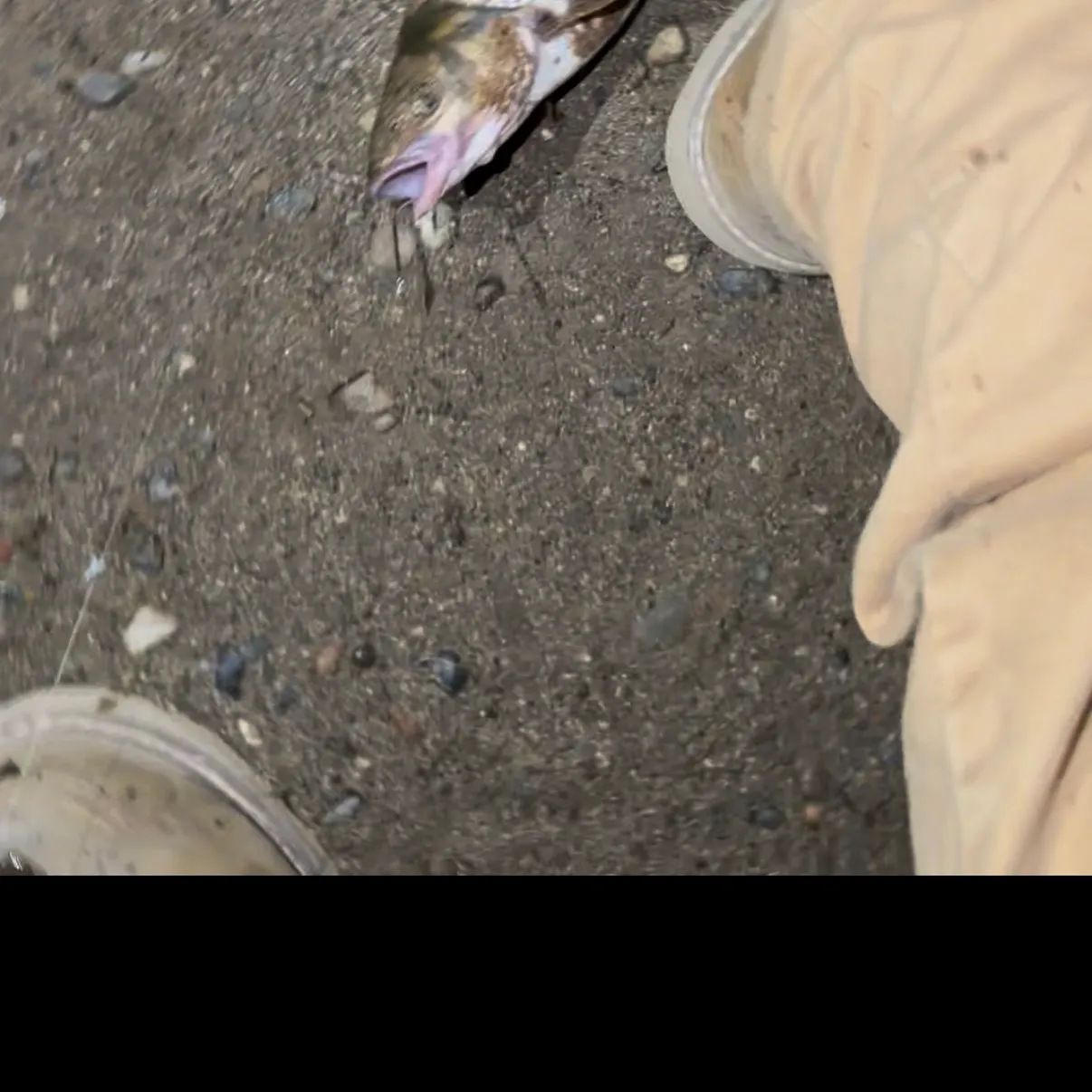 The most recent Bull trout catches on Fishbrain