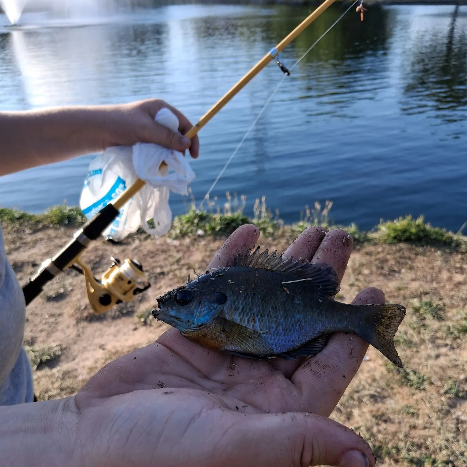 angler catch