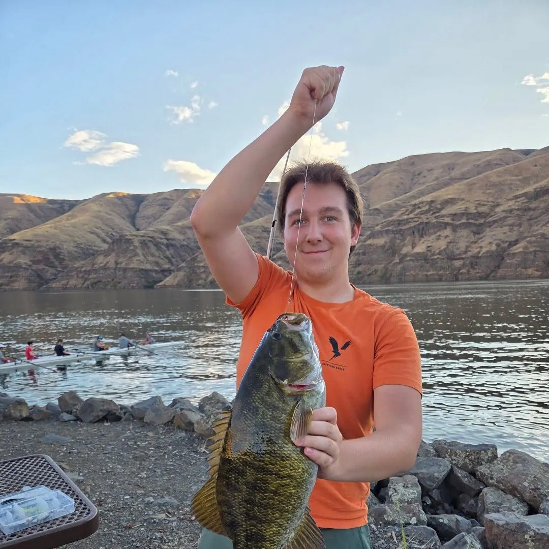 Smallmouth bass caught on Fishbrain