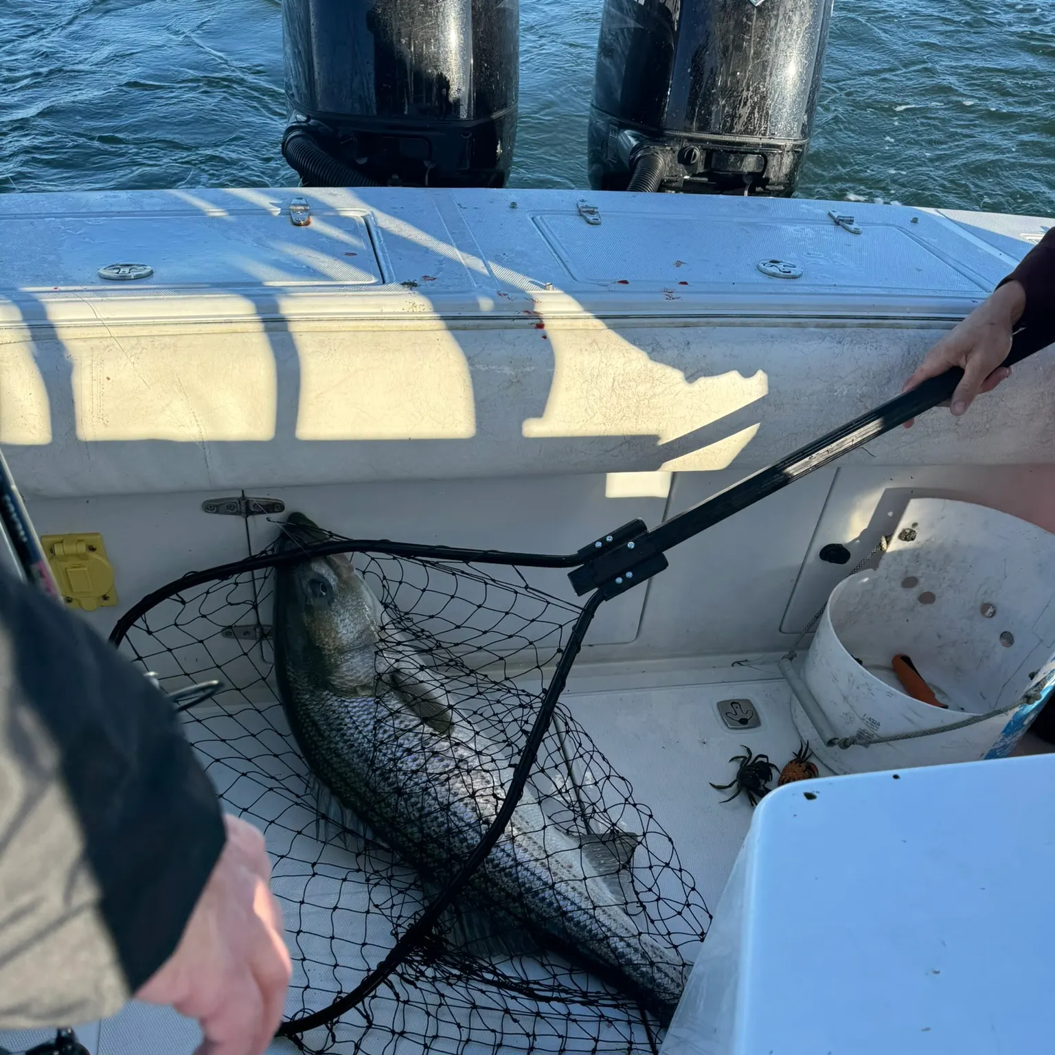 The most recent Striped bass catches on Fishbrain