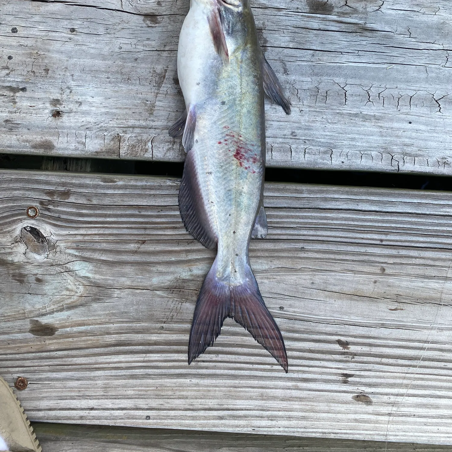 Channel catfish caught on Fishbrain