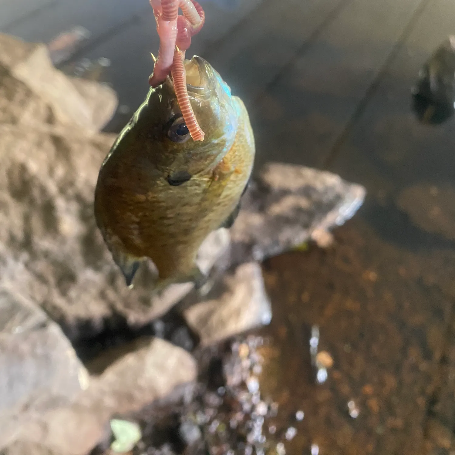 Bluegill caught on Fishbrain