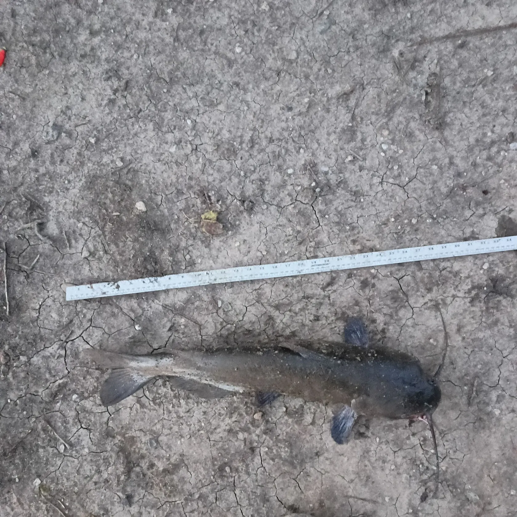 Channel catfish caught on Fishbrain