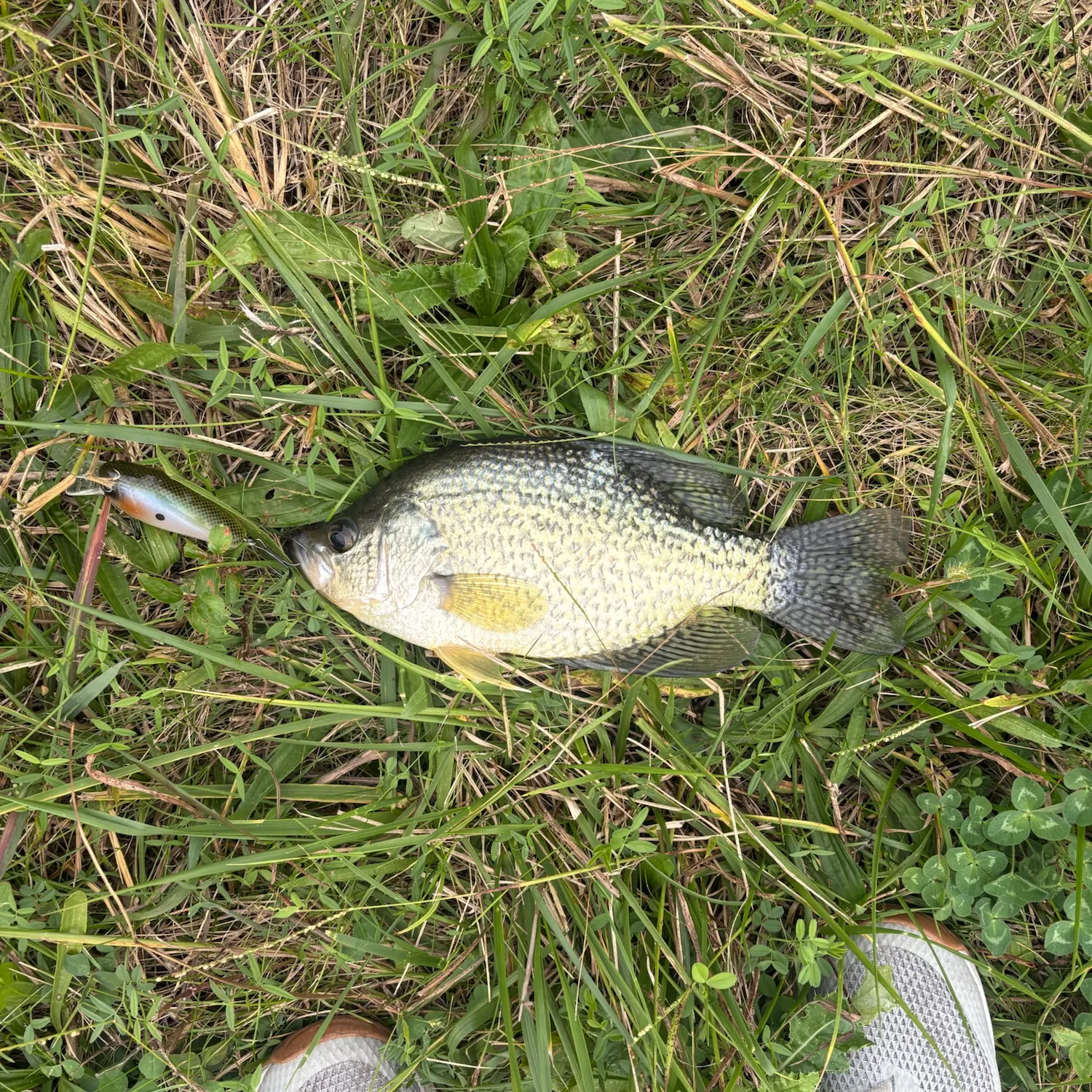 Black crappie caught on Fishbrain