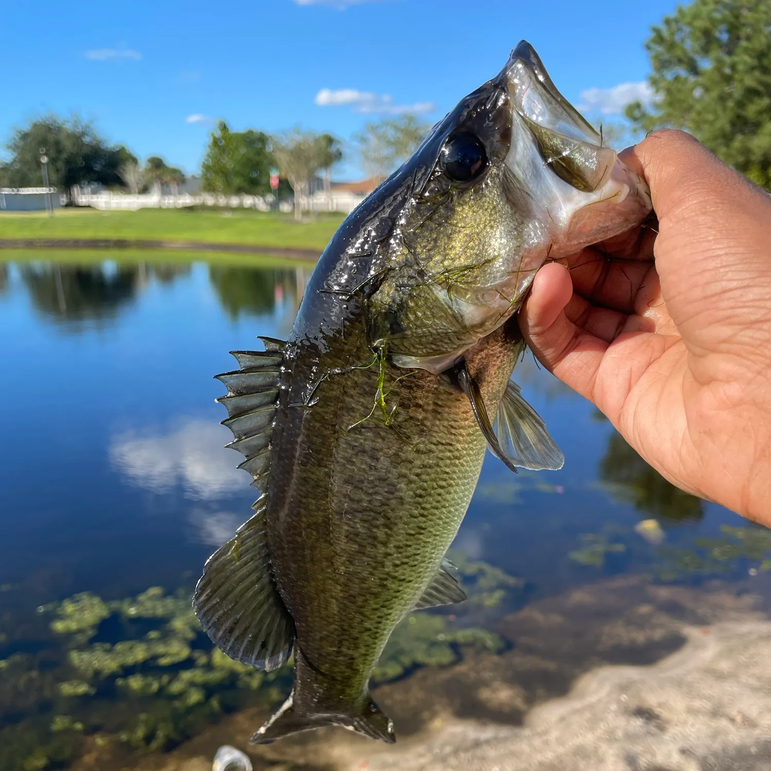 The most recent Largemouth bass catches on Fishbrain