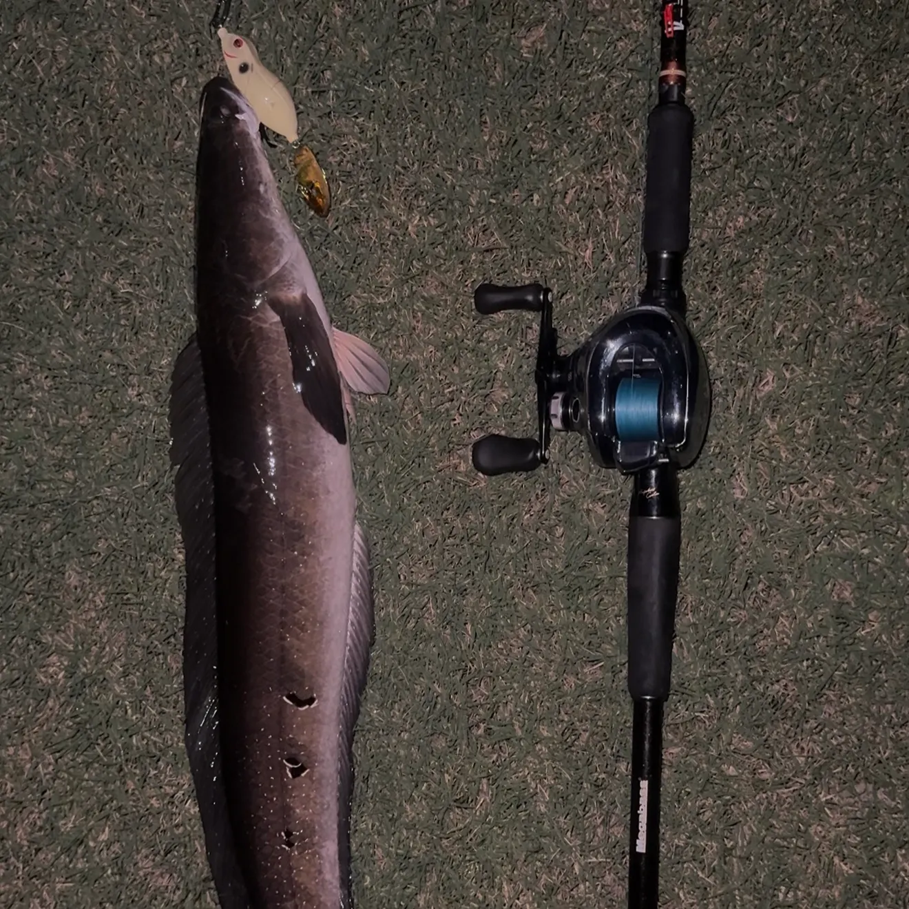 The most recent Bullseye snakehead catches on Fishbrain