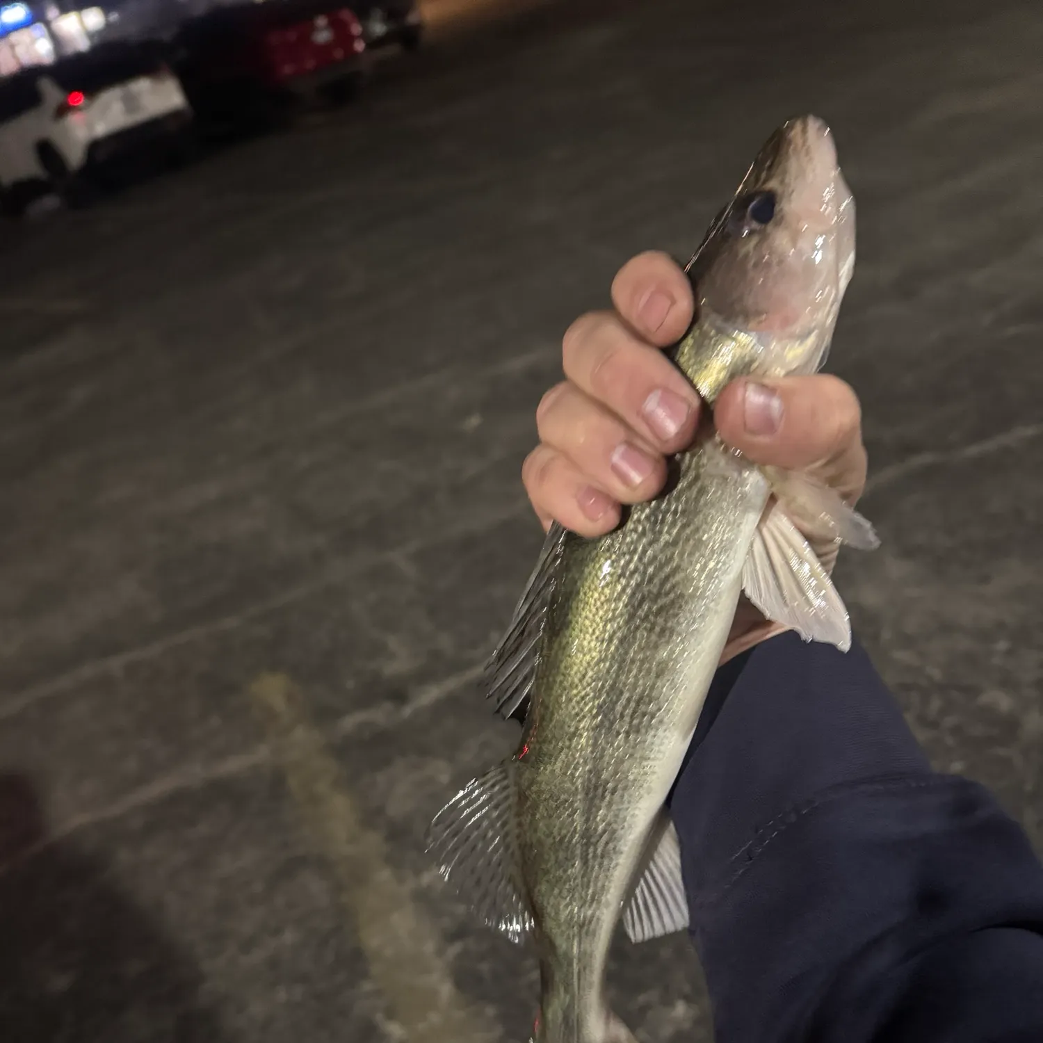Walleye caught on Fishbrain
