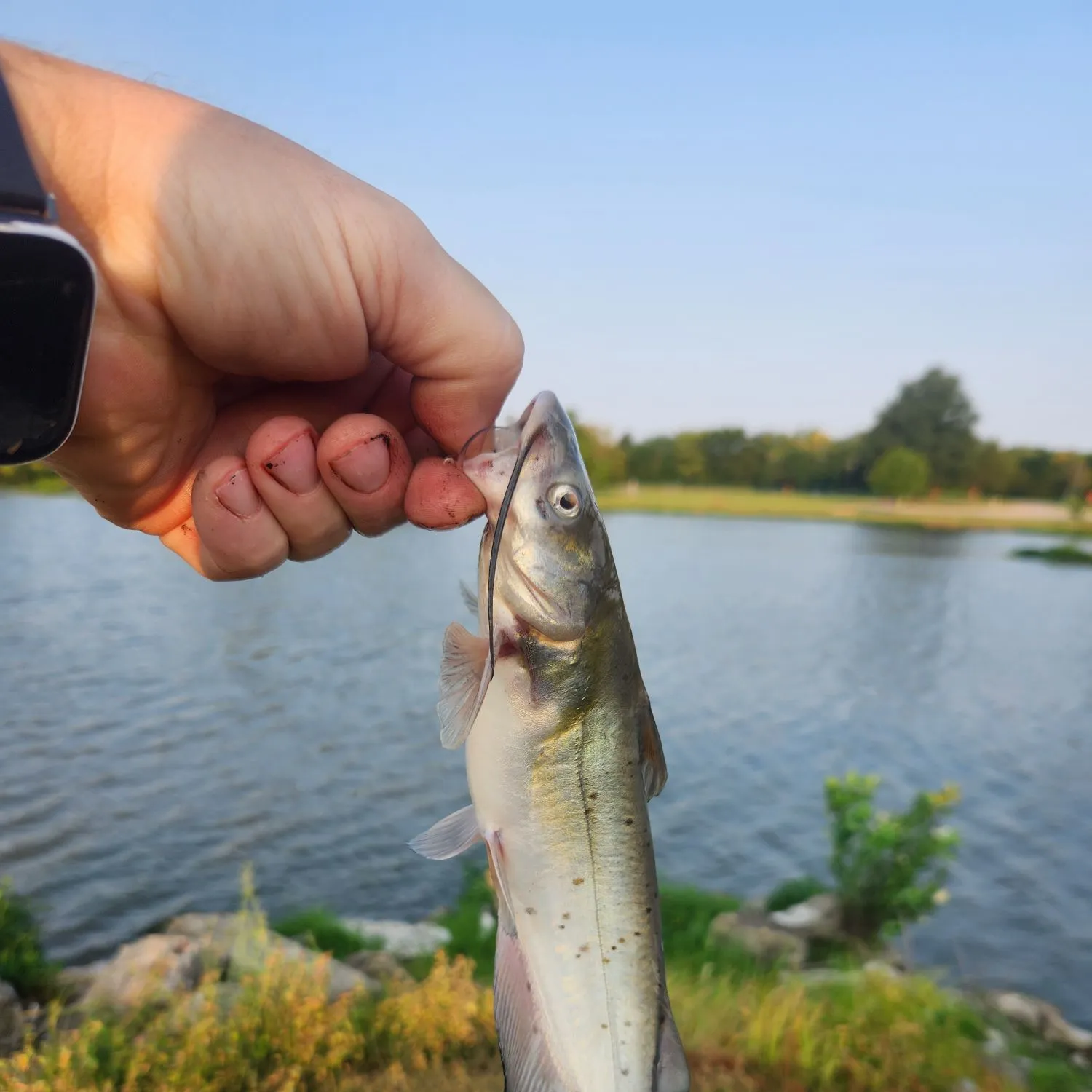 catch