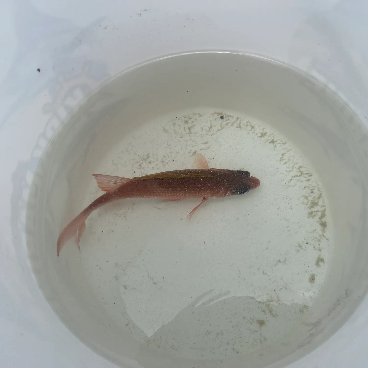 The most recent Squirrelfish catches on Fishbrain
