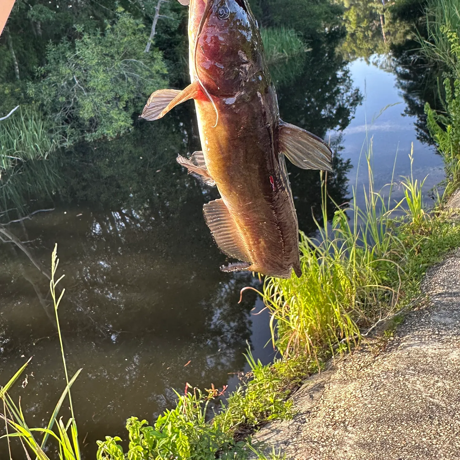 catch