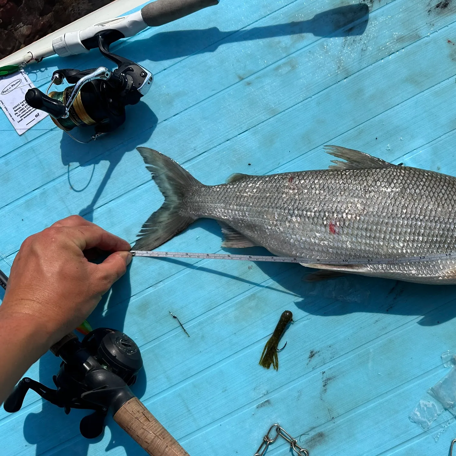 The most recent Lake whitefish catches on Fishbrain