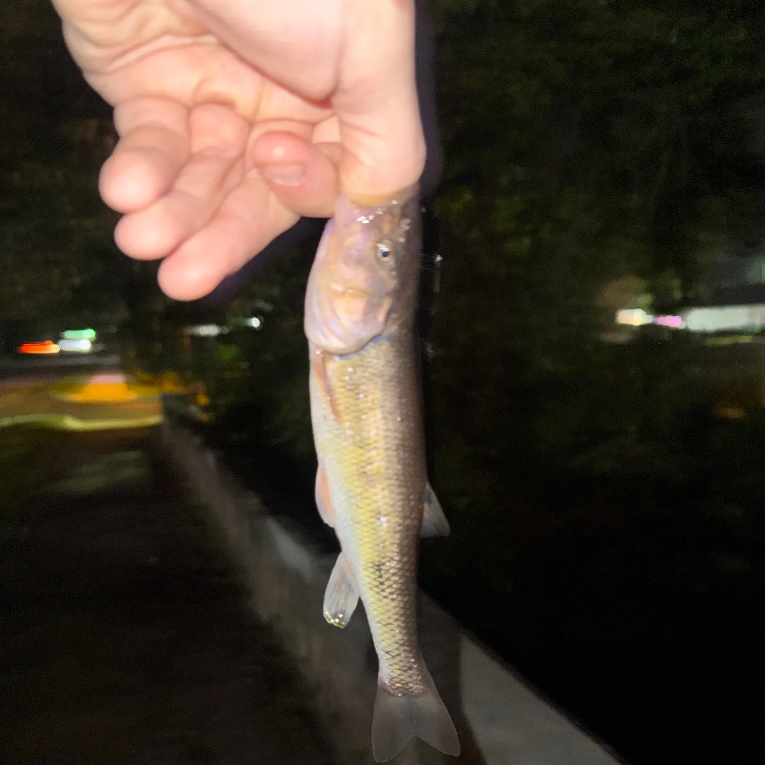 Creek chub caught on Fishbrain