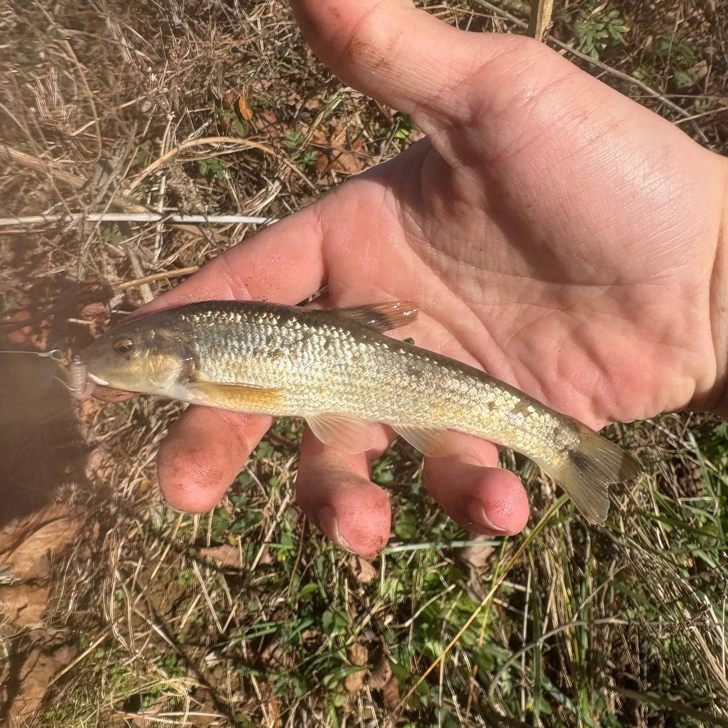 The most recent Largescale stoneroller catches on Fishbrain