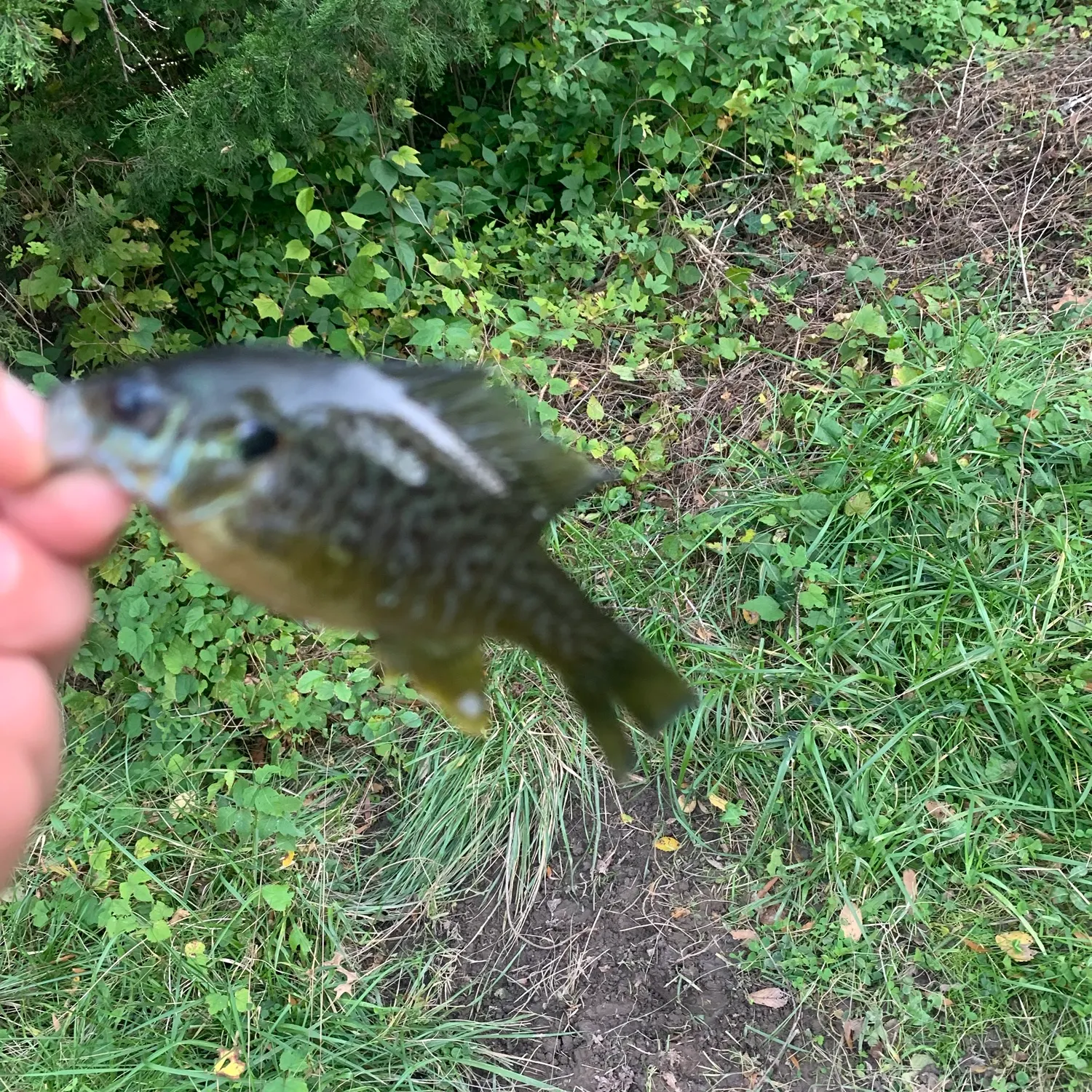 Greengill hybrid caught on Fishbrain