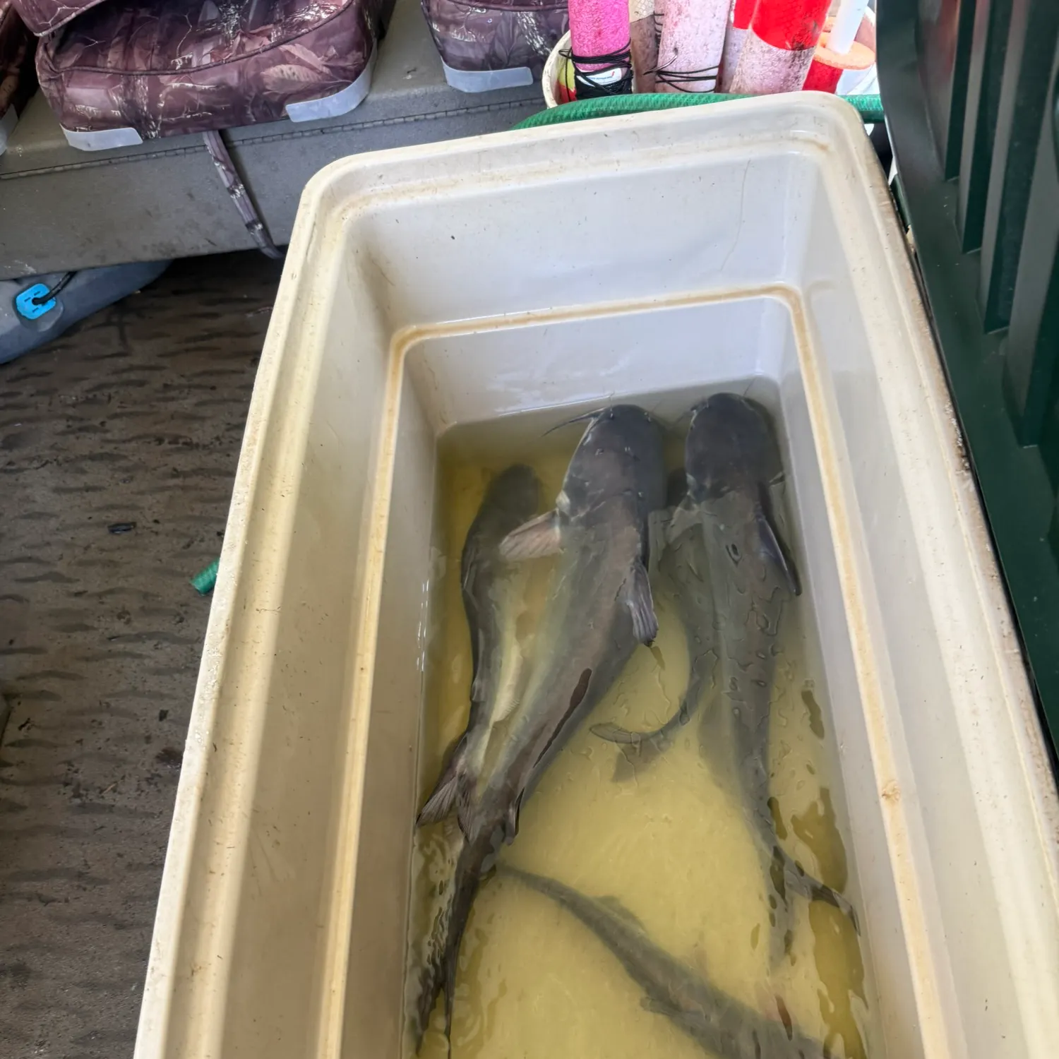 Blue catfish caught on Fishbrain