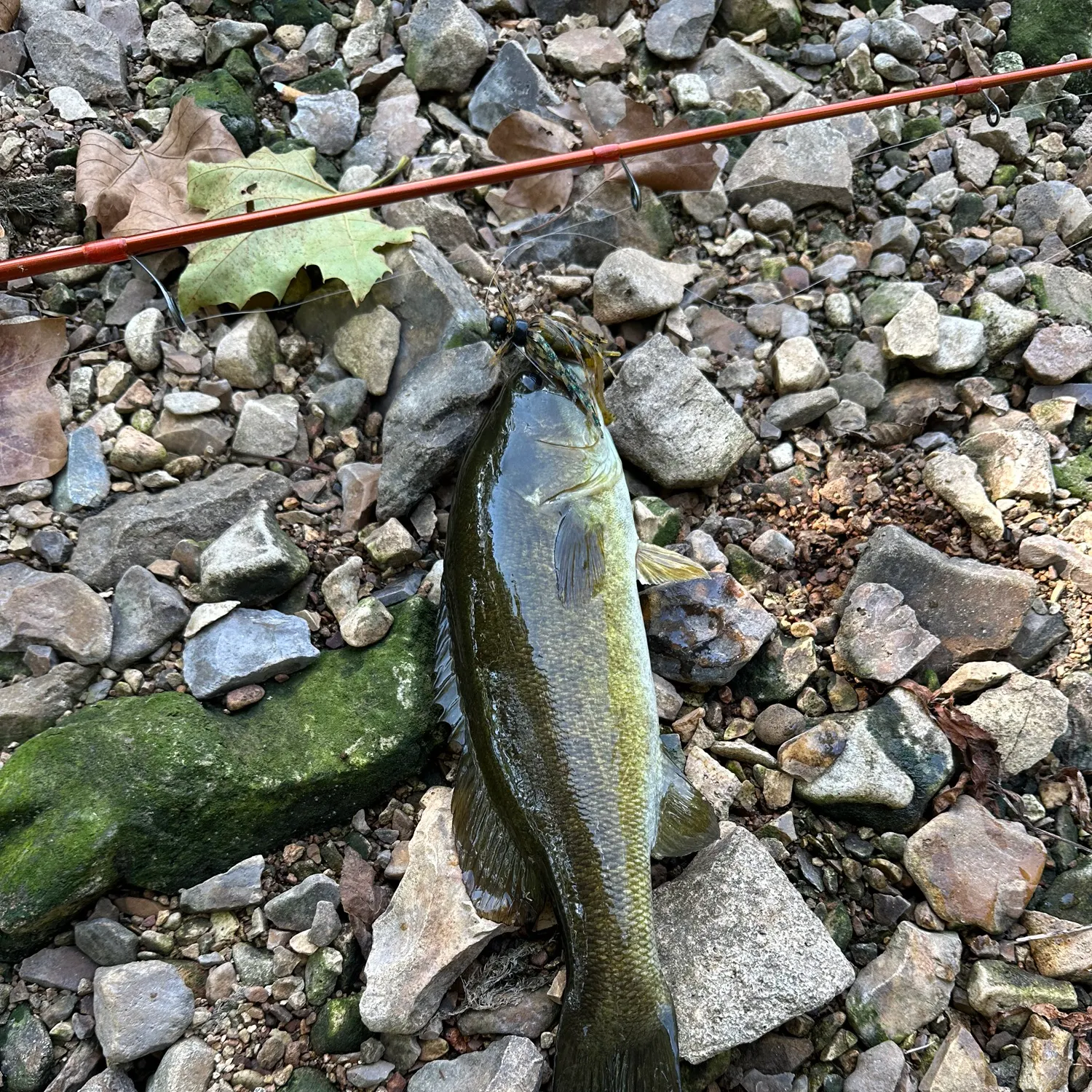 Smallmouth bass caught on Fishbrain