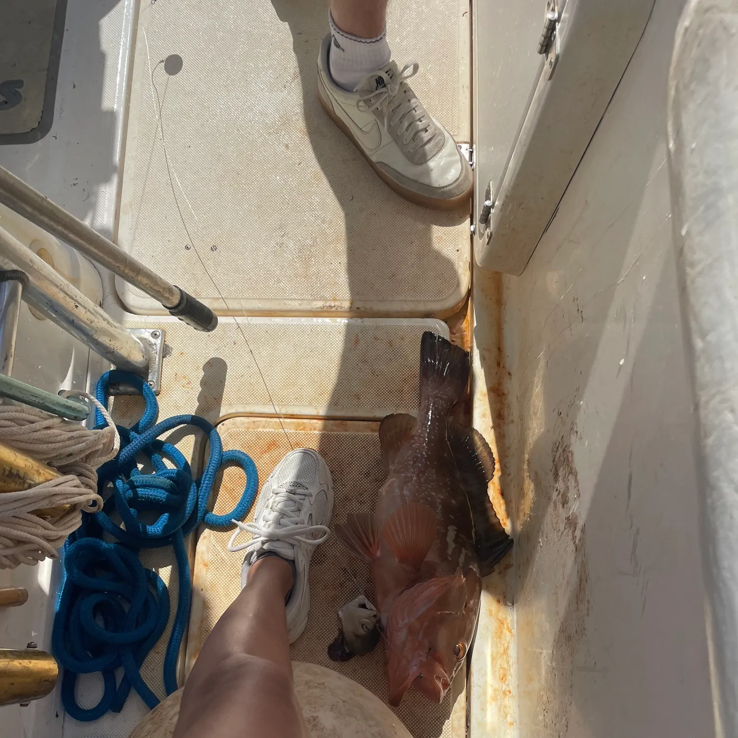 Red grouper caught on Fishbrain