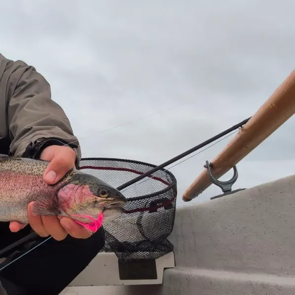 Rainbow trout caught on Fishbrain