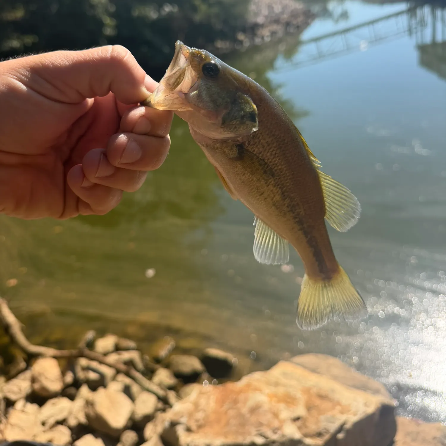 Largemouth bass caught on Fishbrain